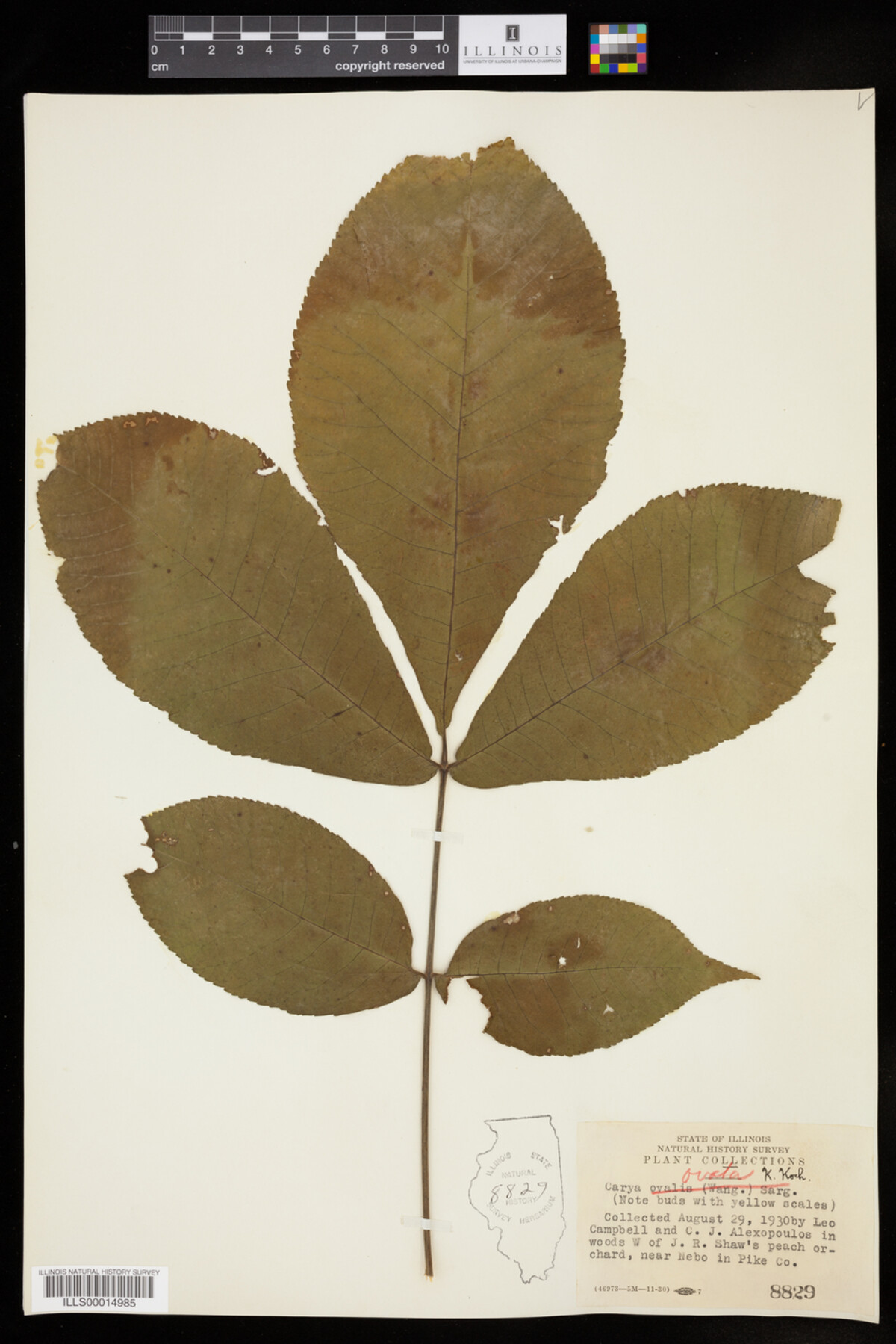 Carya ovata image