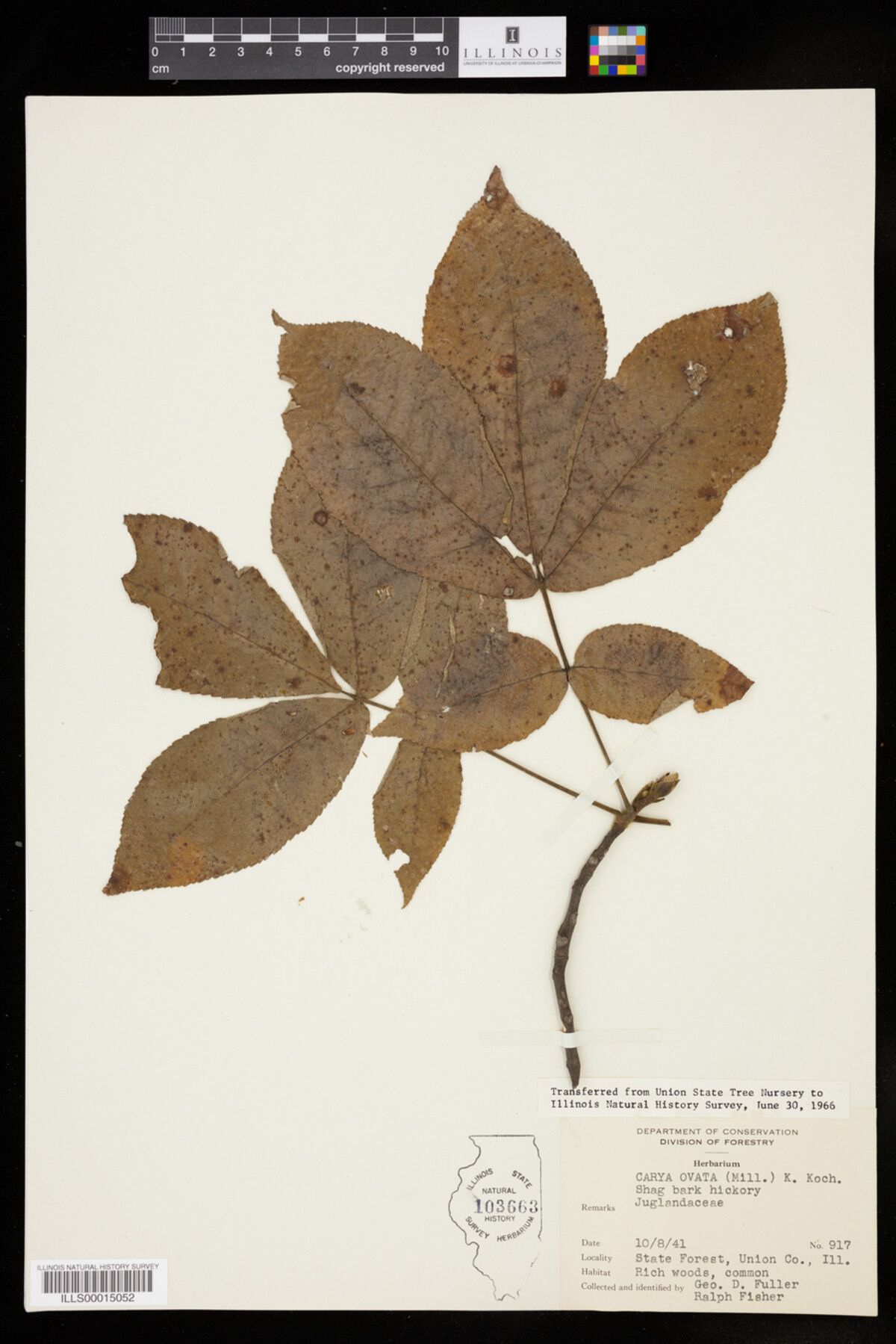 Carya ovata image