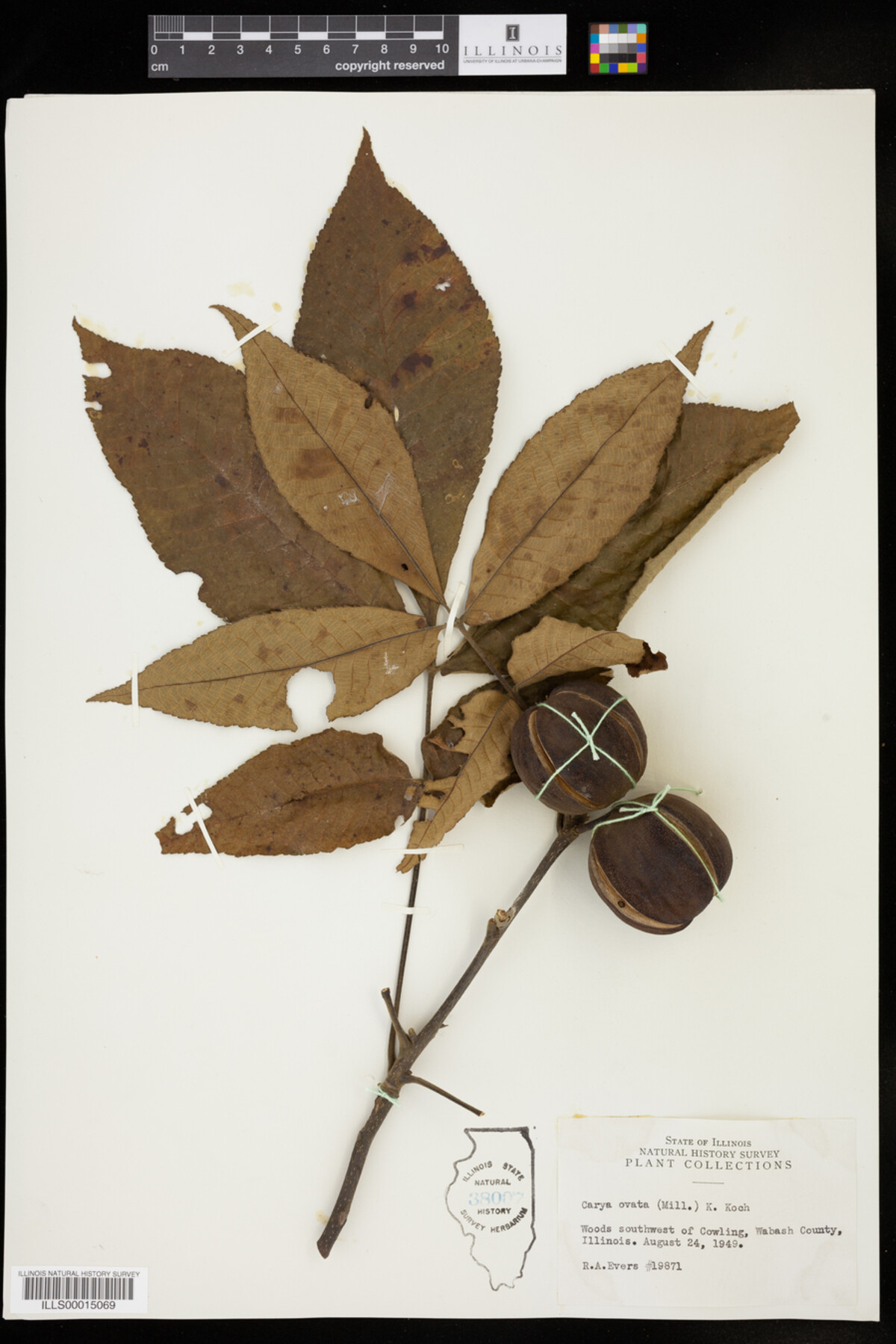 Carya ovata image