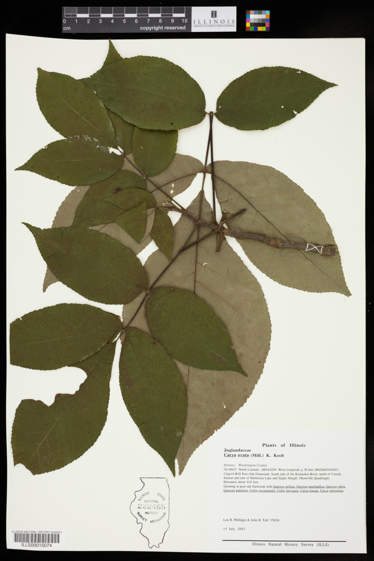 Carya ovata image