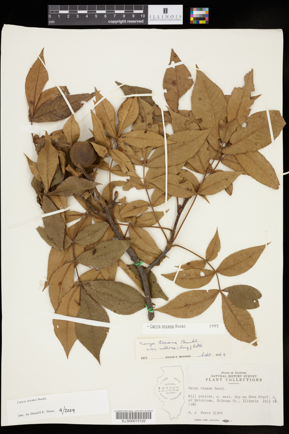 Carya texana image