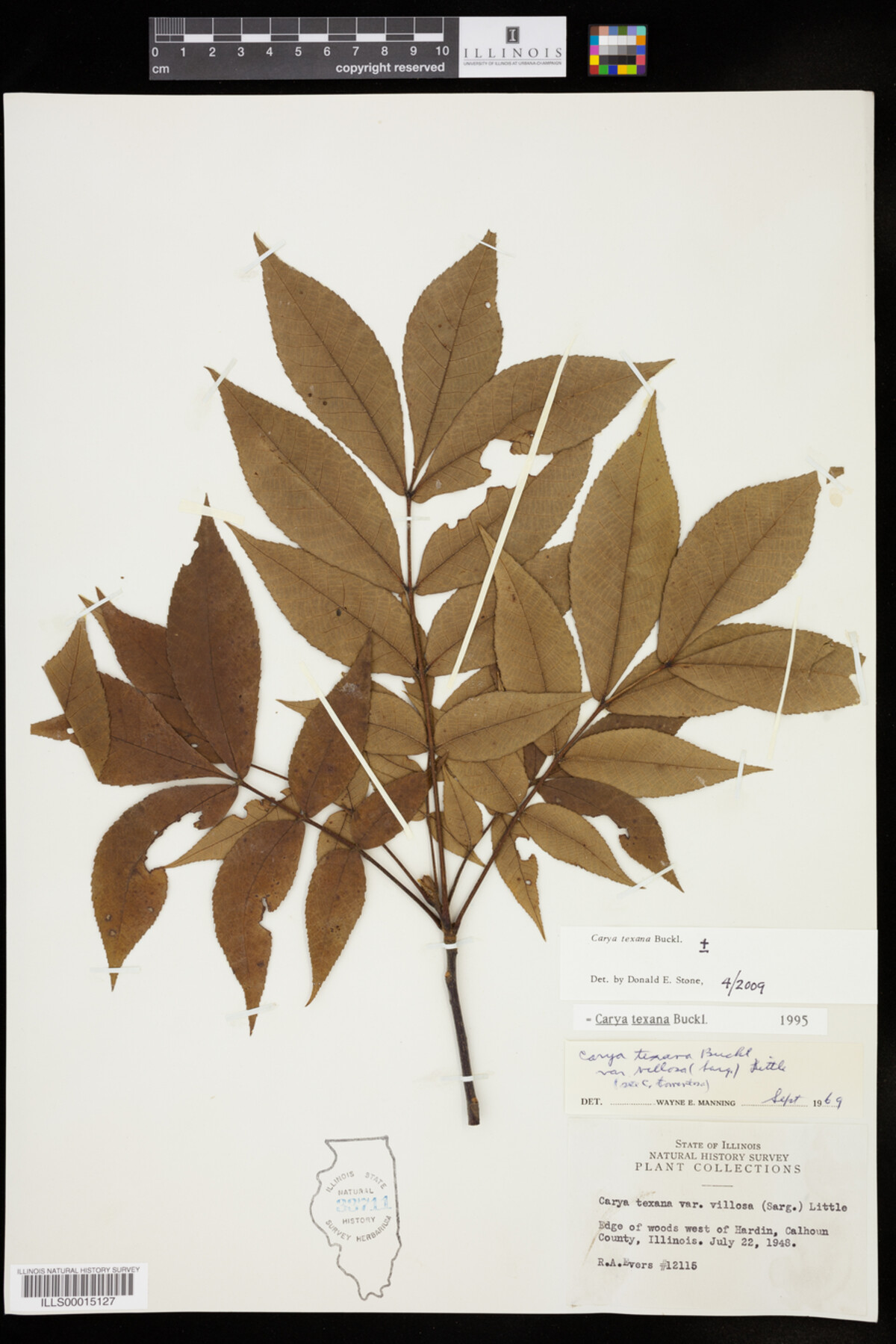 Carya texana image