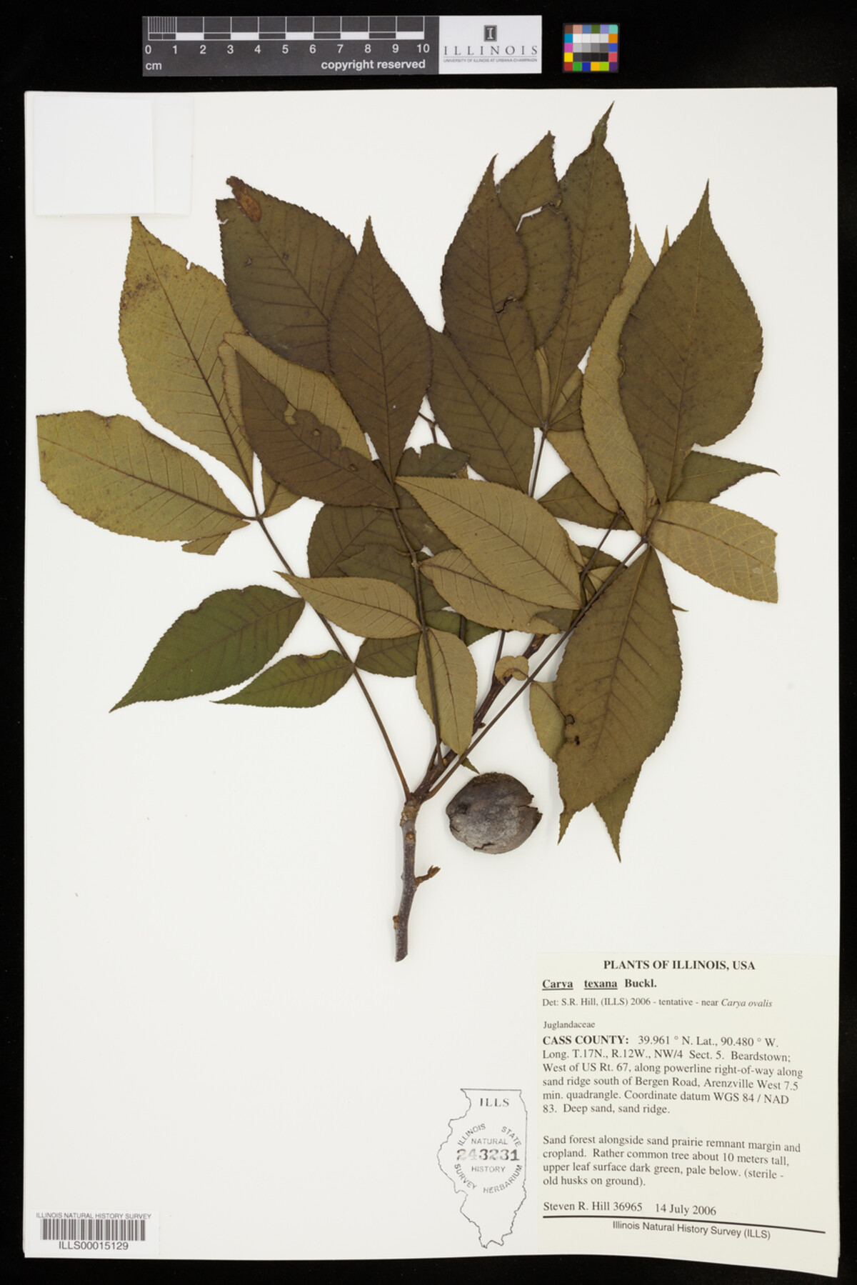 Carya texana image