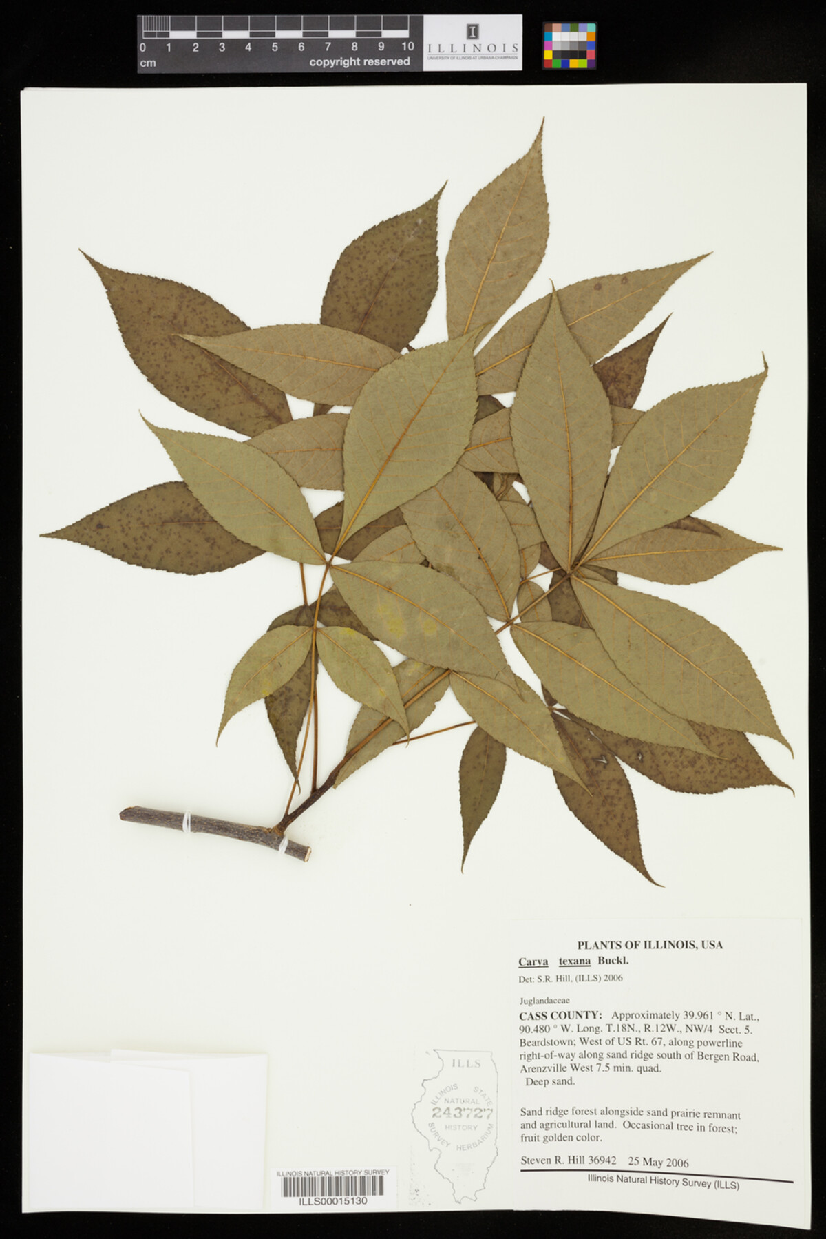 Carya image