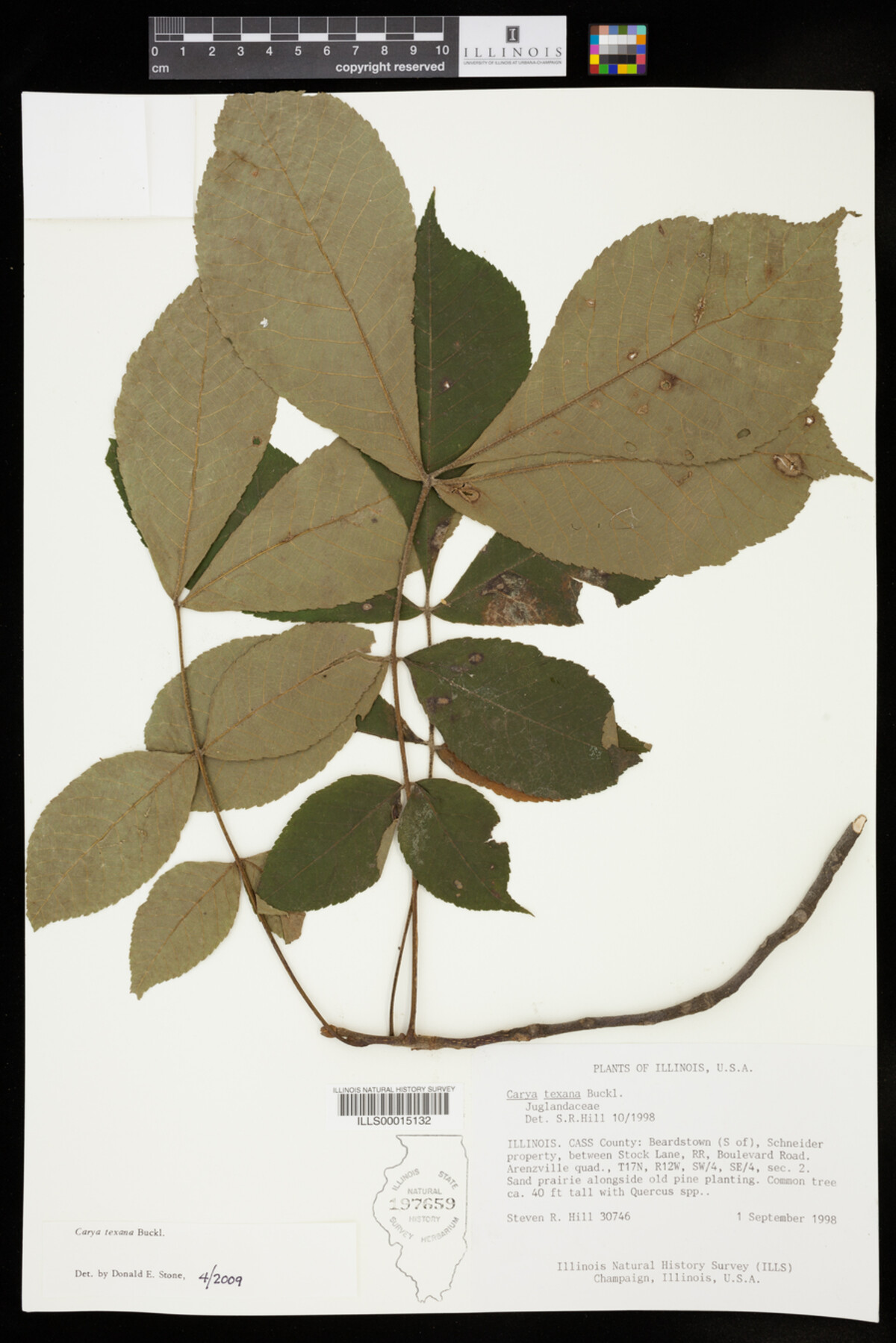 Carya texana image