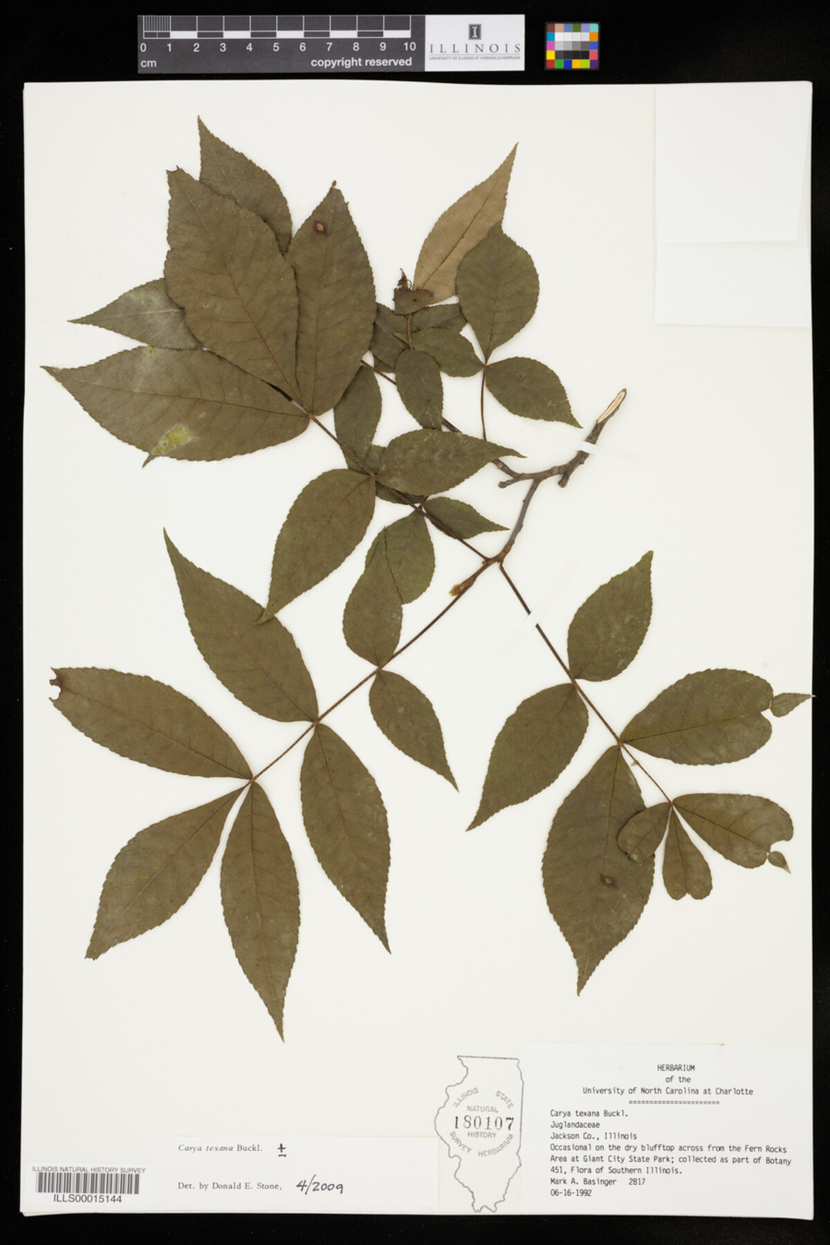 Carya texana image