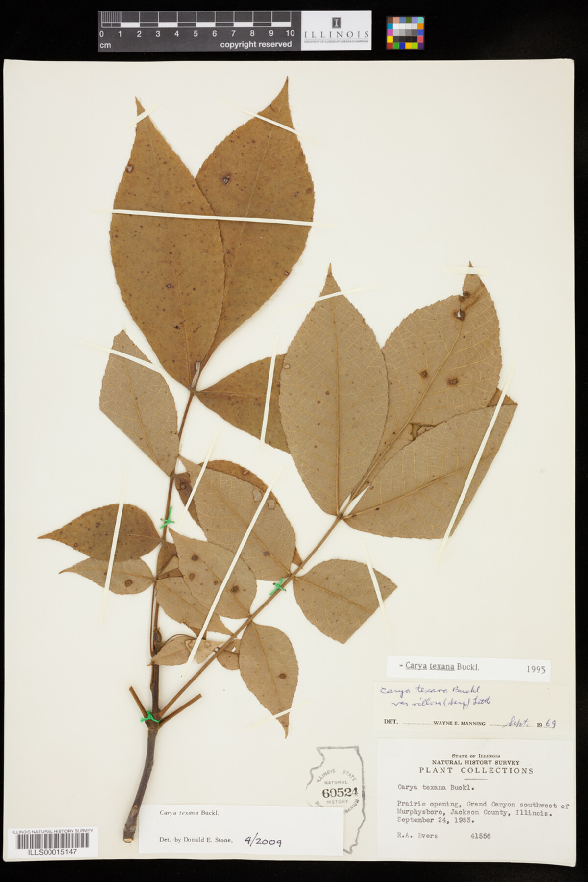 Carya texana image