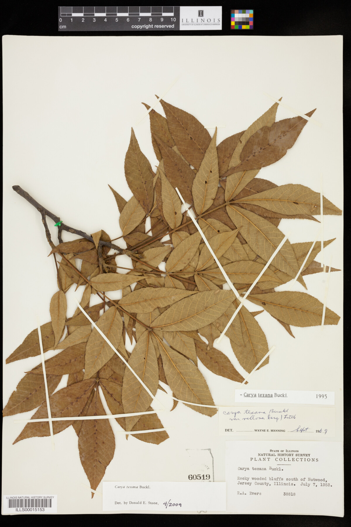 Carya texana image