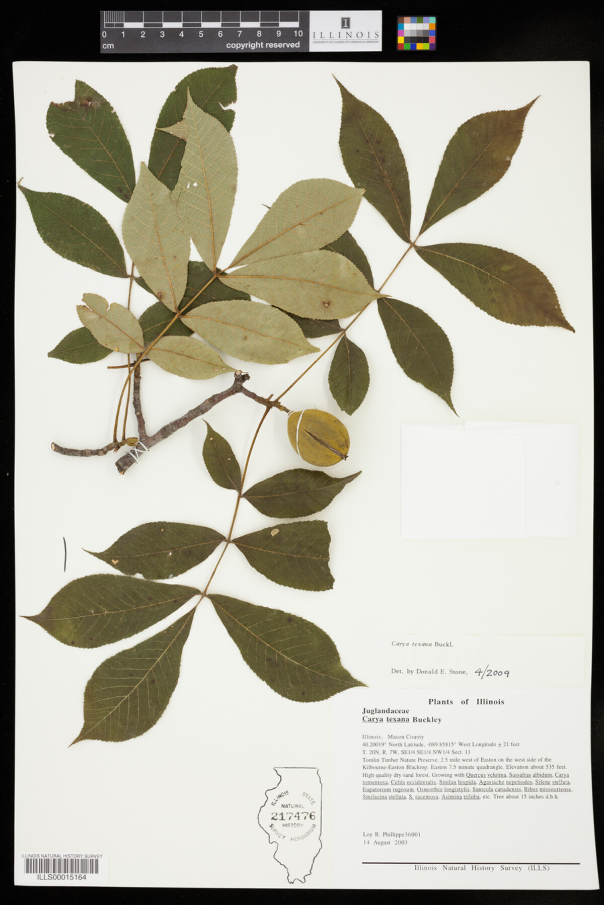 Carya texana image