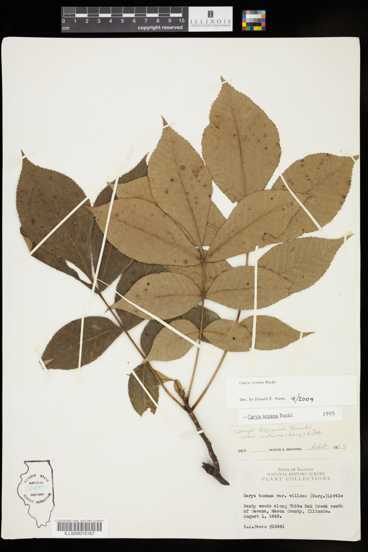 Carya texana image
