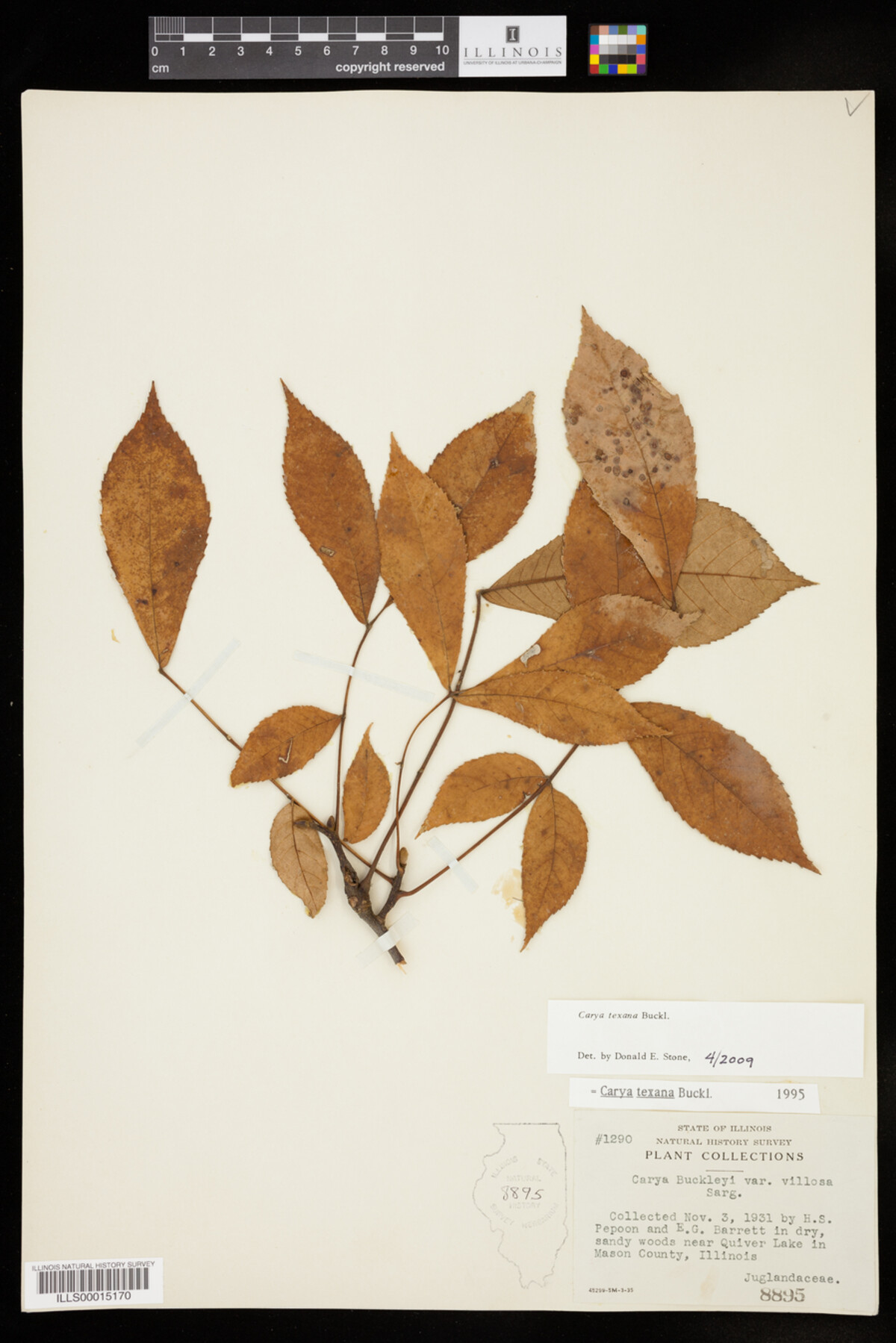 Carya texana image