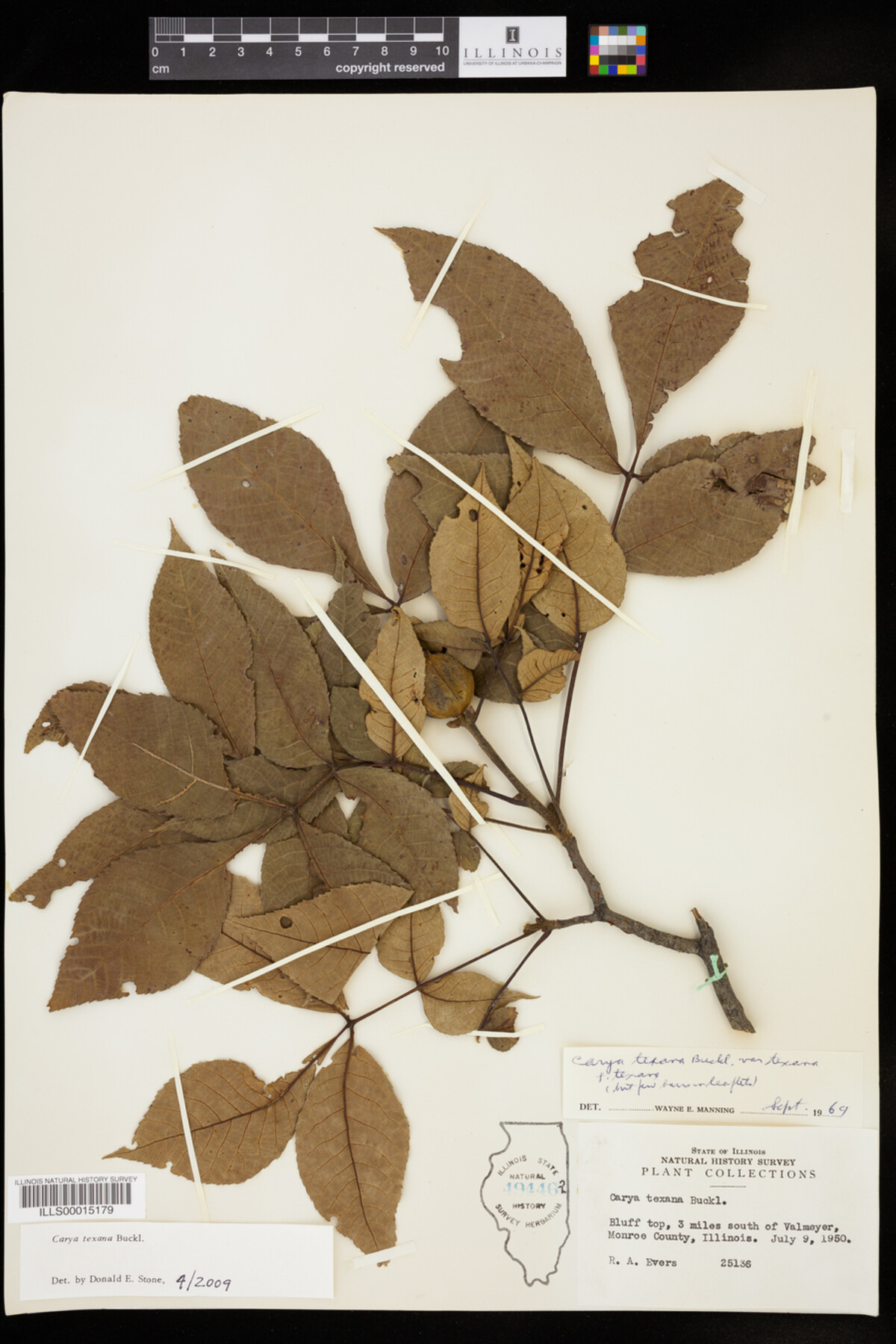 Carya texana image