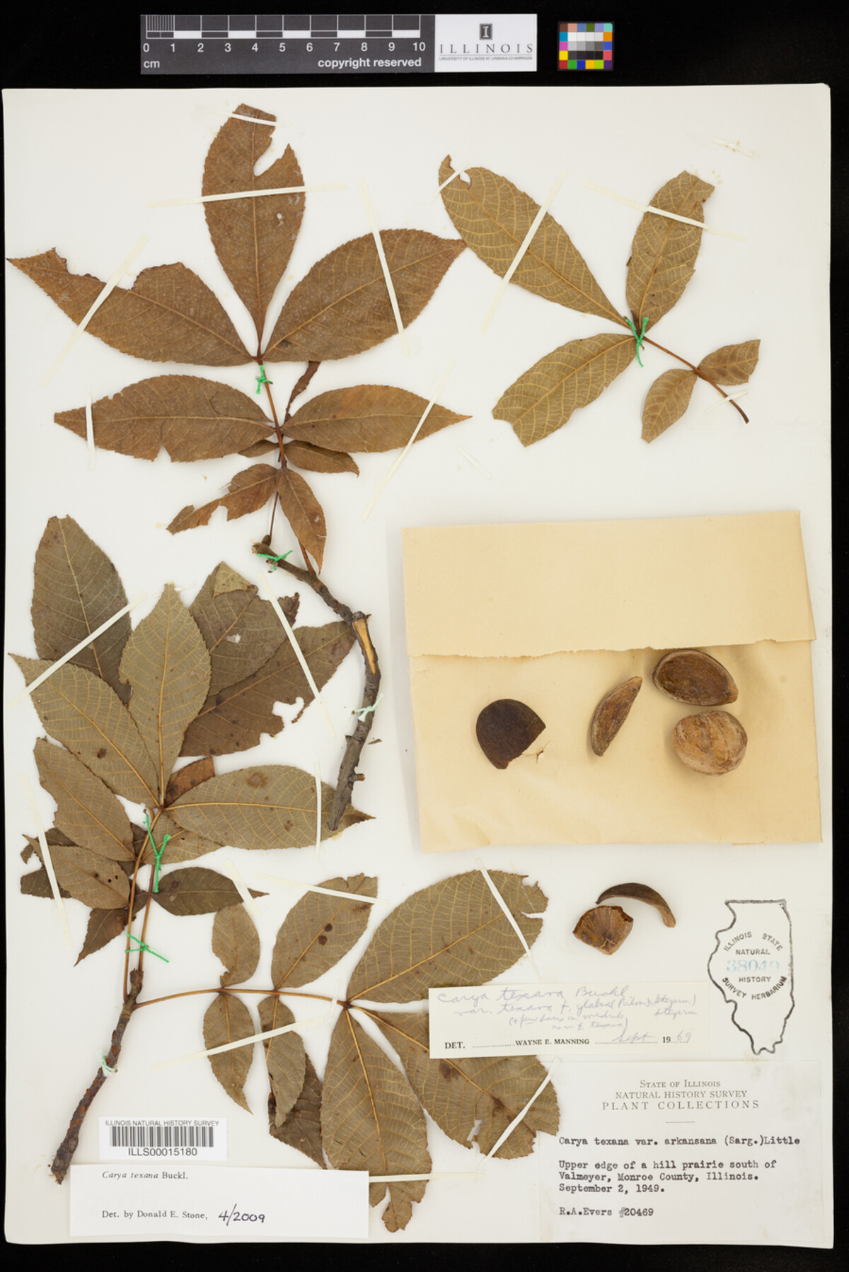 Carya texana image