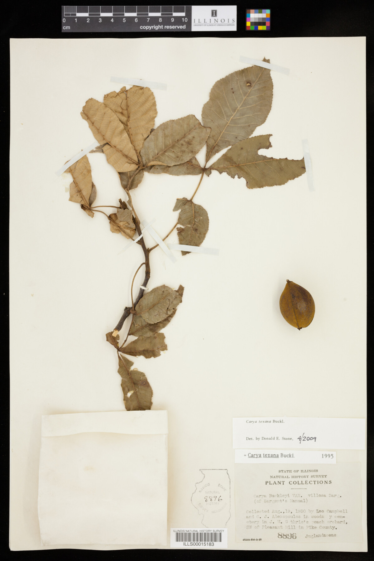 Carya texana image