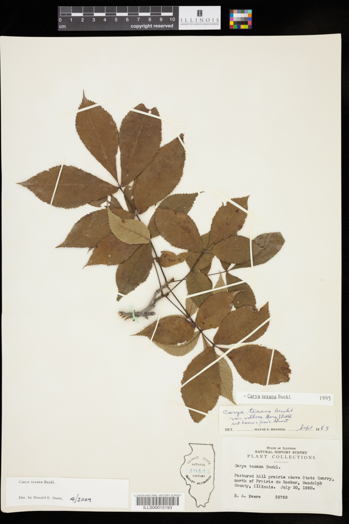 Carya texana image