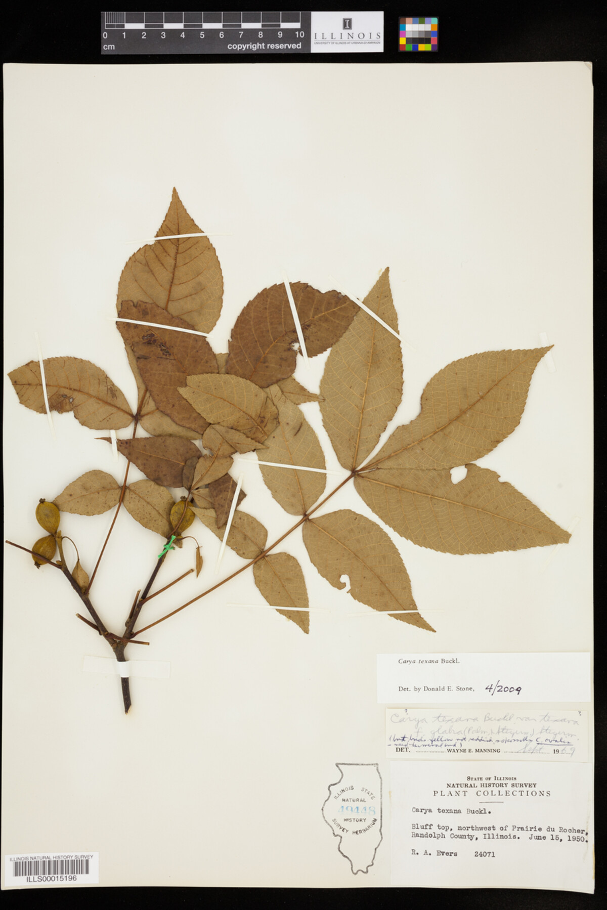 Carya texana image