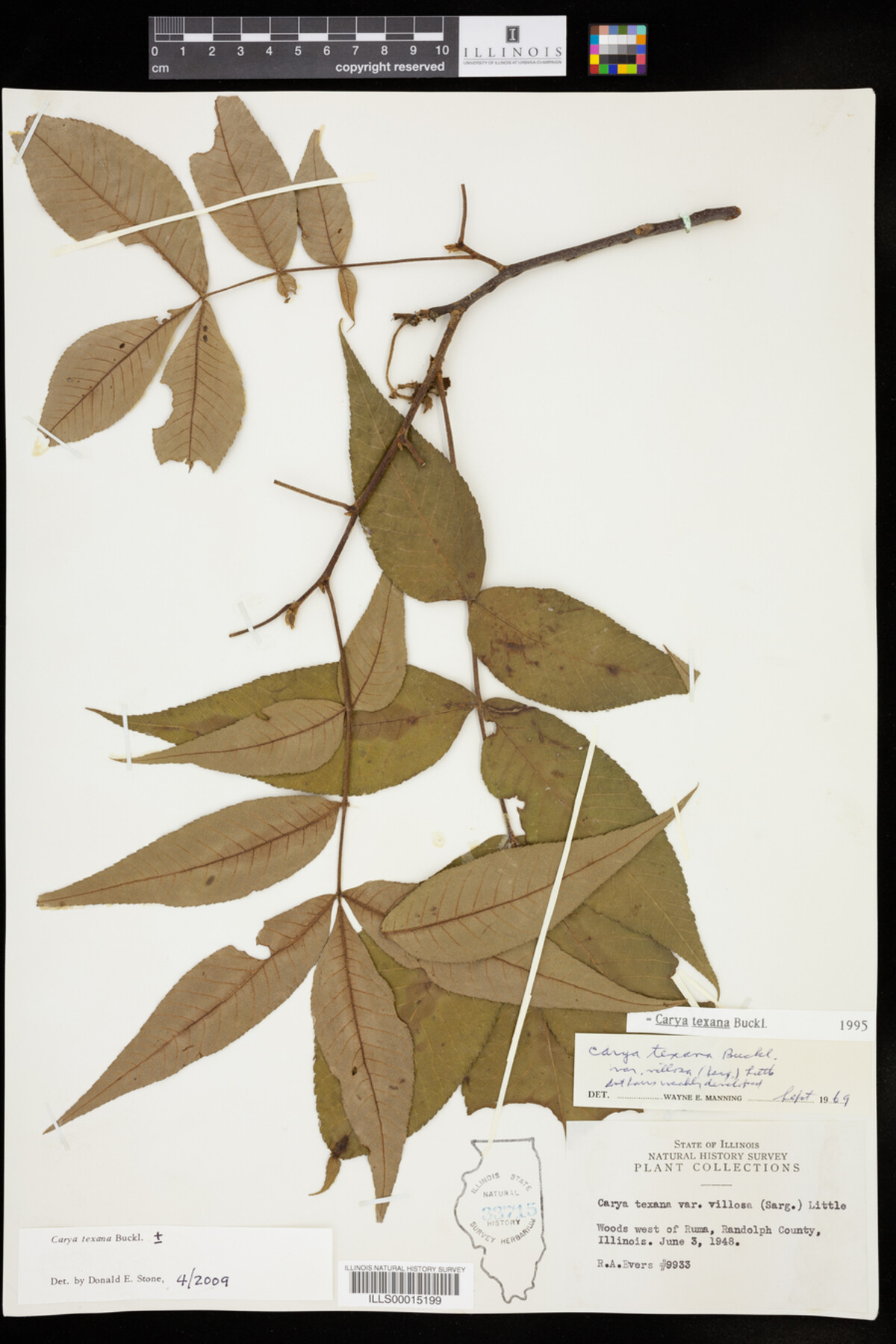 Carya texana image