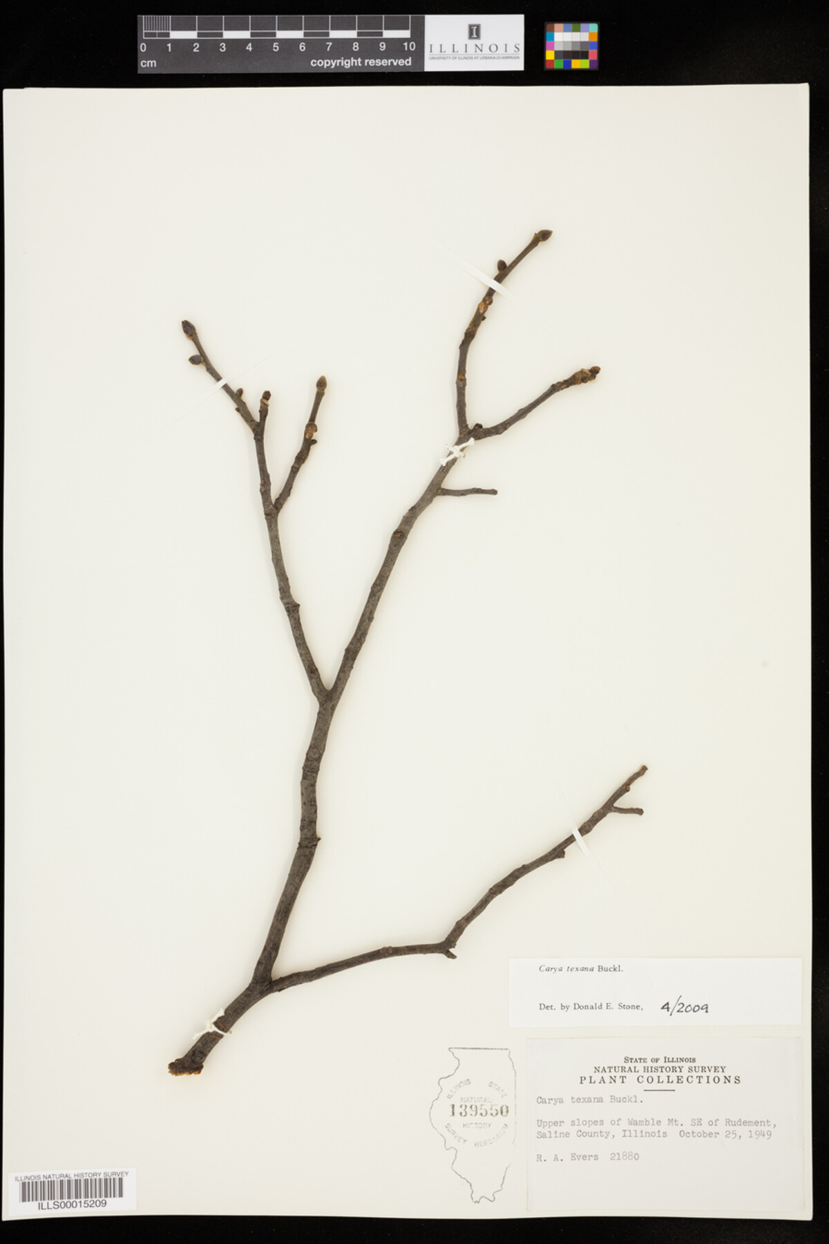 Carya texana image