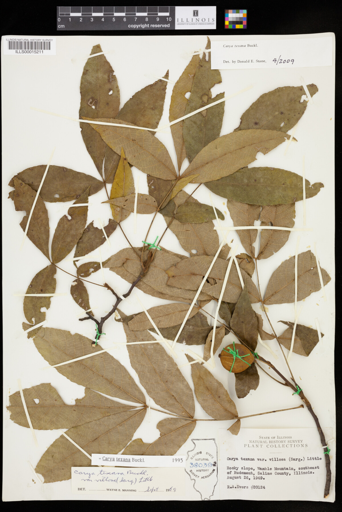 Carya texana image