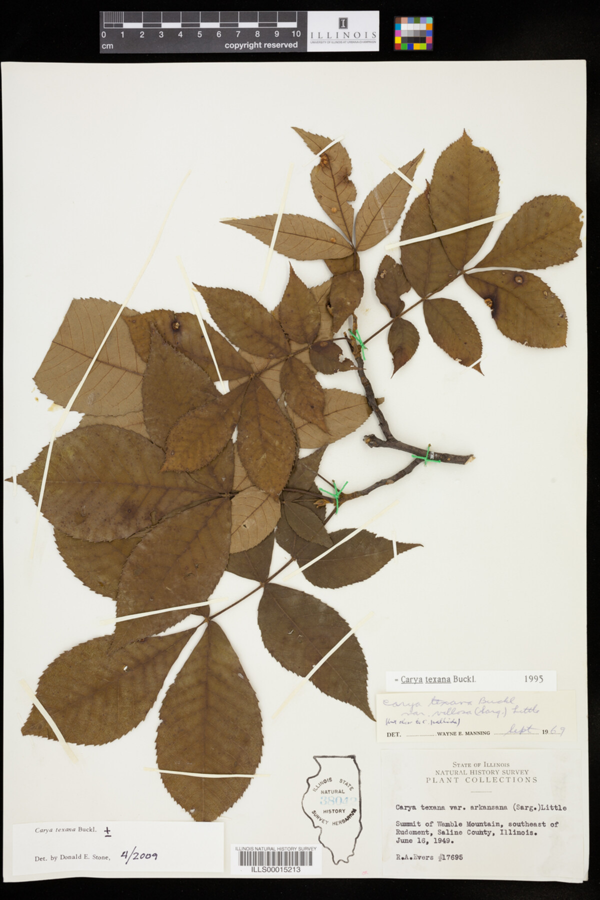 Carya texana image