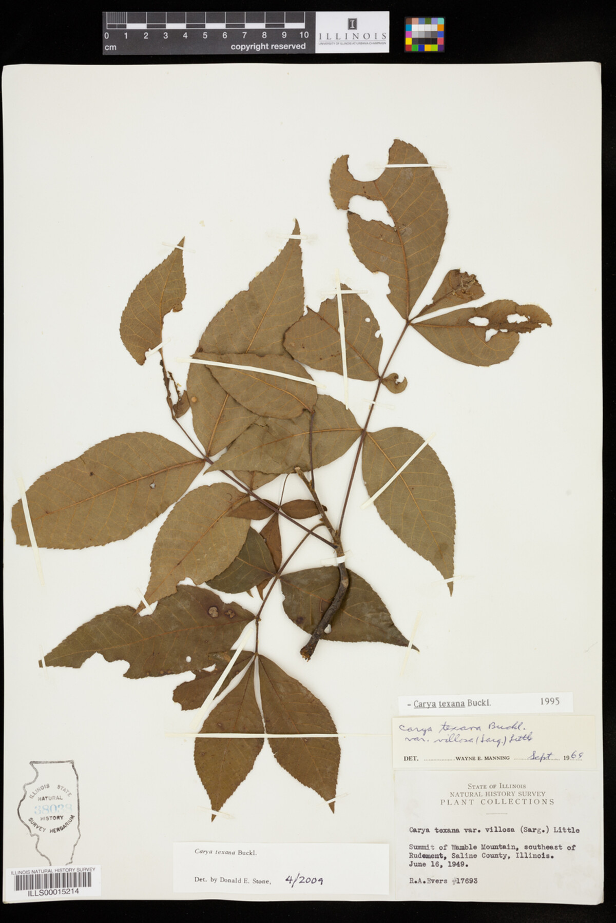 Carya texana image