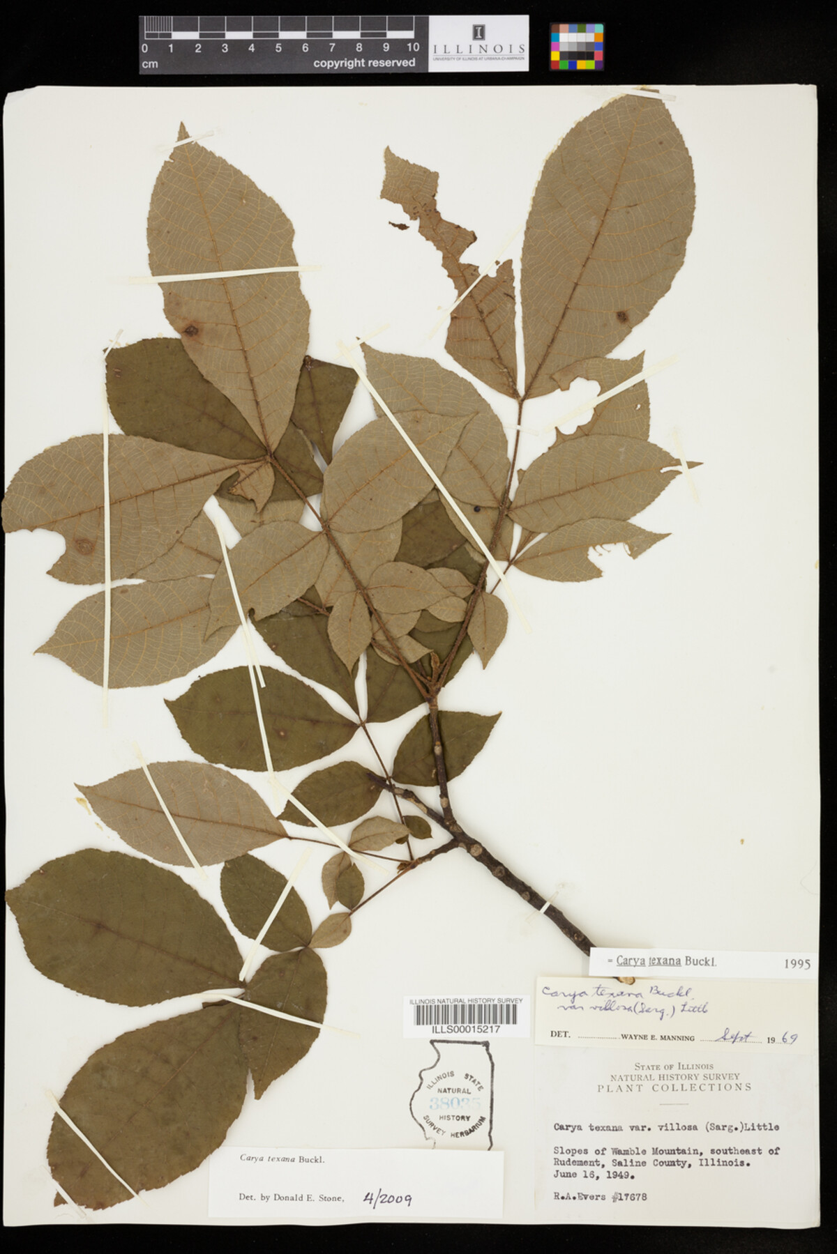 Carya texana image