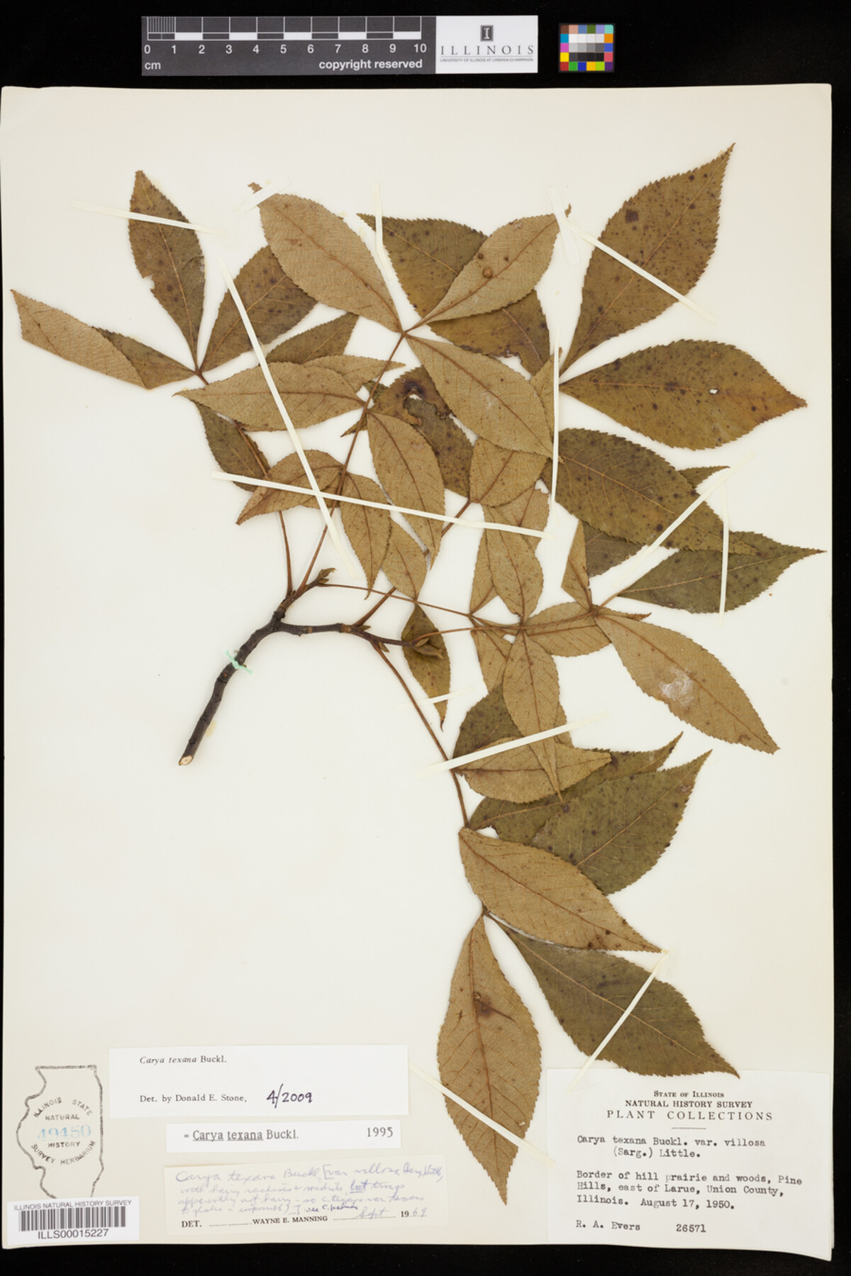 Carya texana image