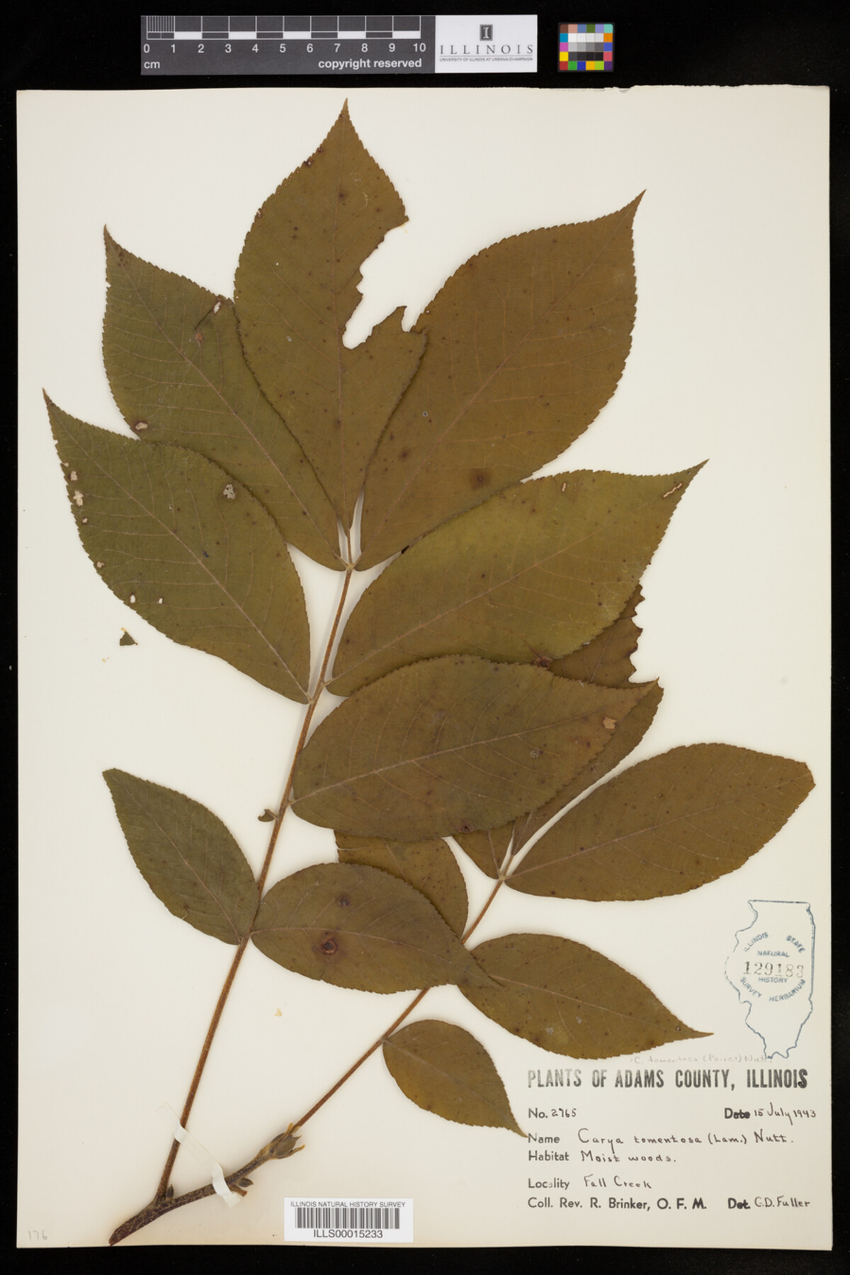 Carya tomentosa image