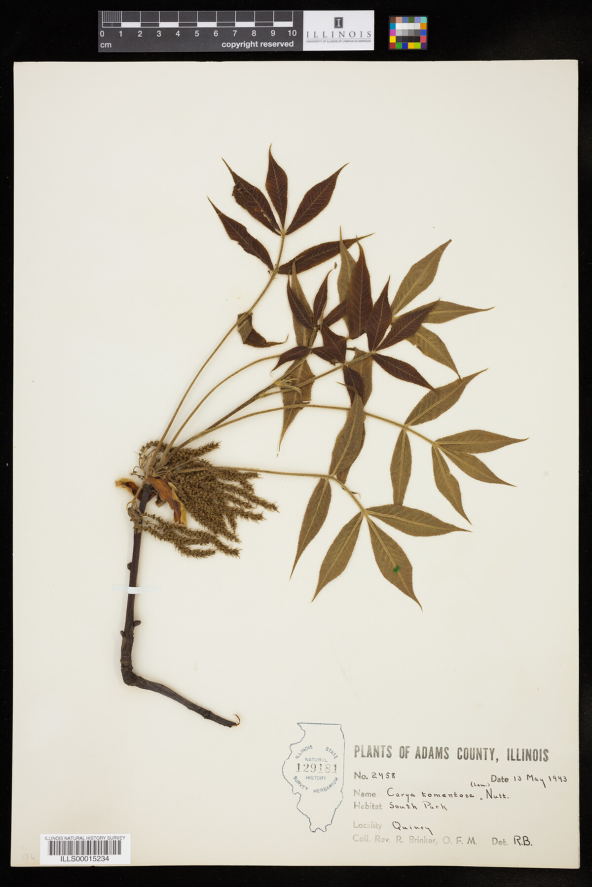 Carya tomentosa image