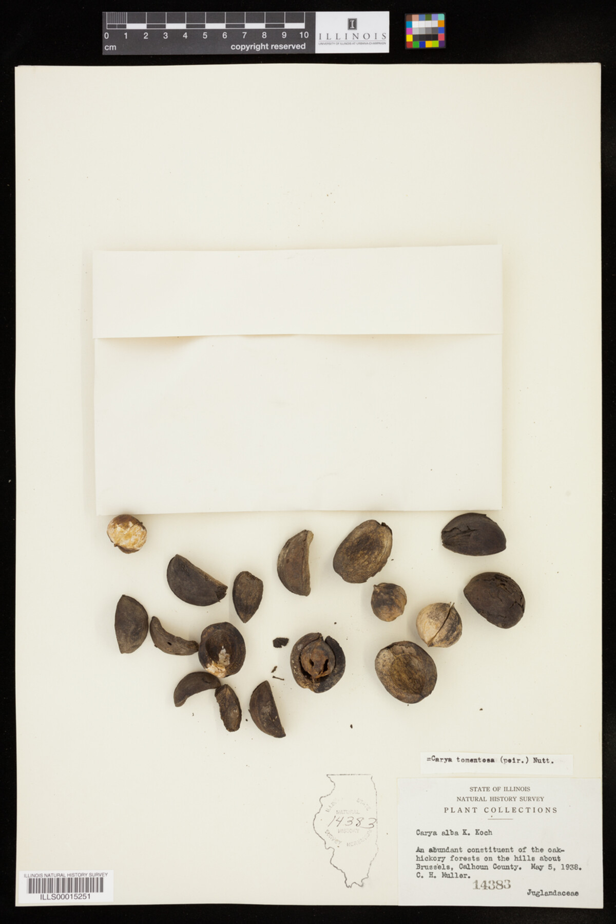 Carya image