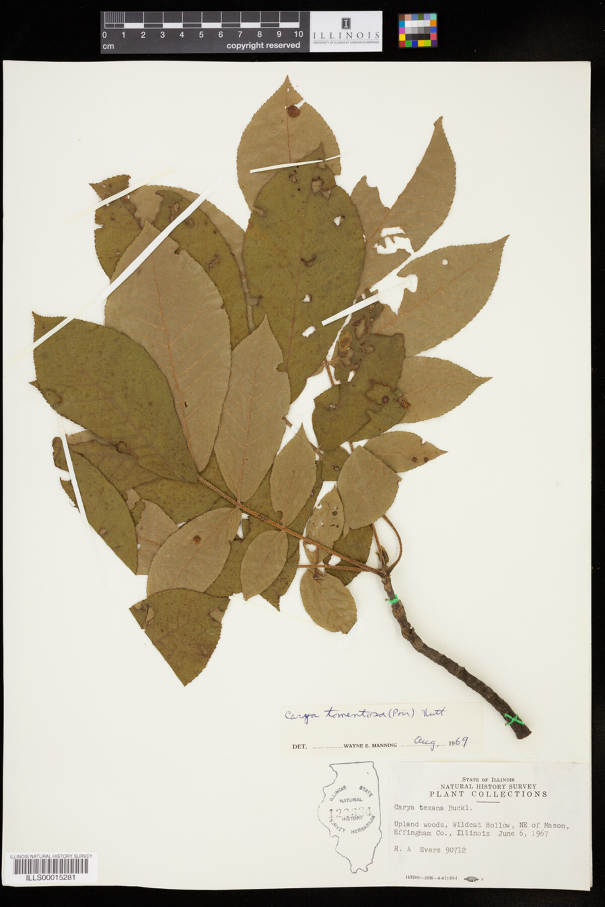 Carya tomentosa image