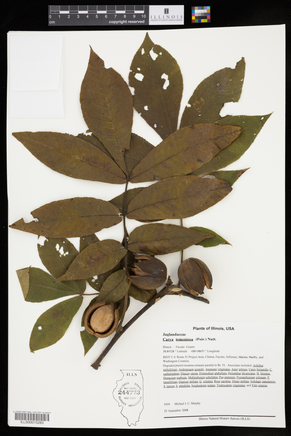 Carya tomentosa image