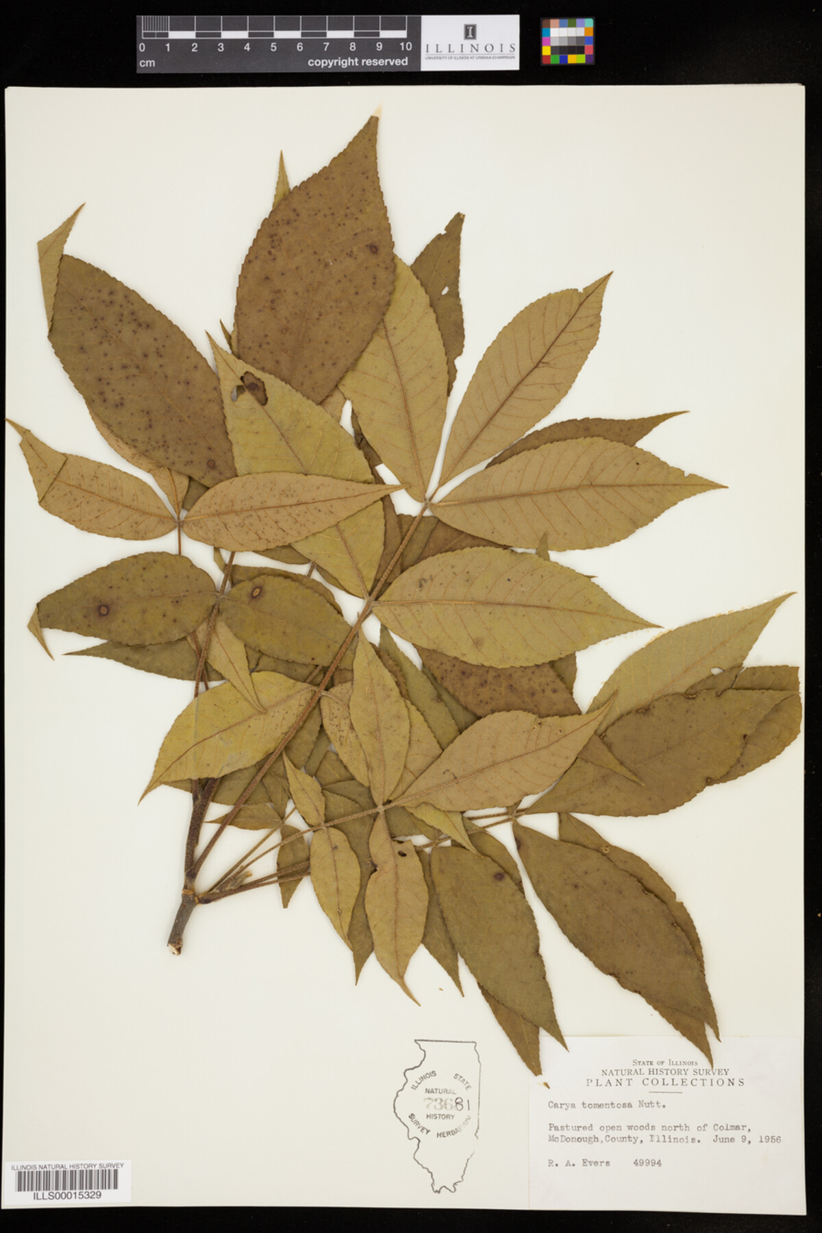 Carya tomentosa image