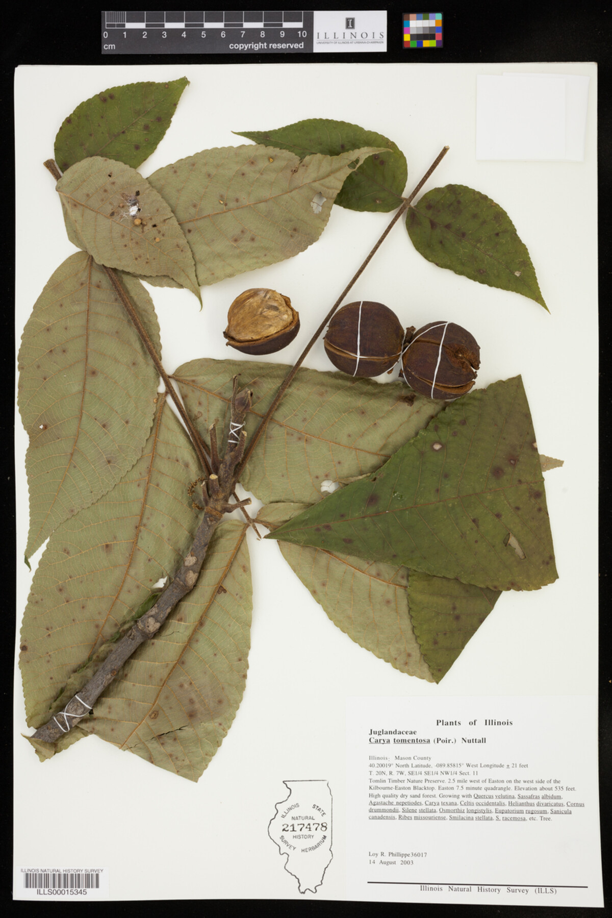 Carya tomentosa image