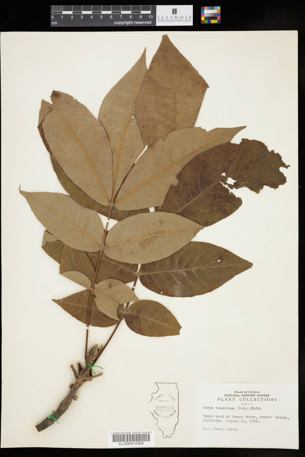 Carya tomentosa image