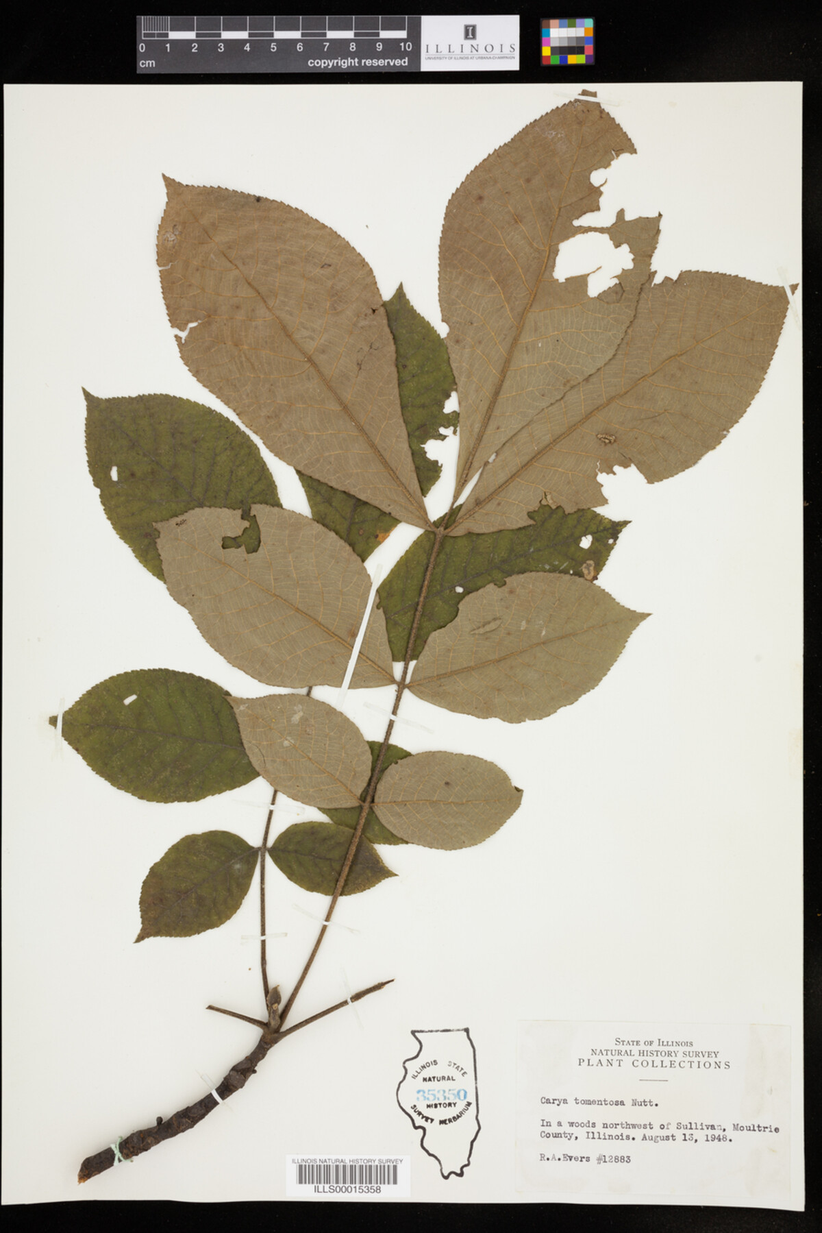 Carya tomentosa image