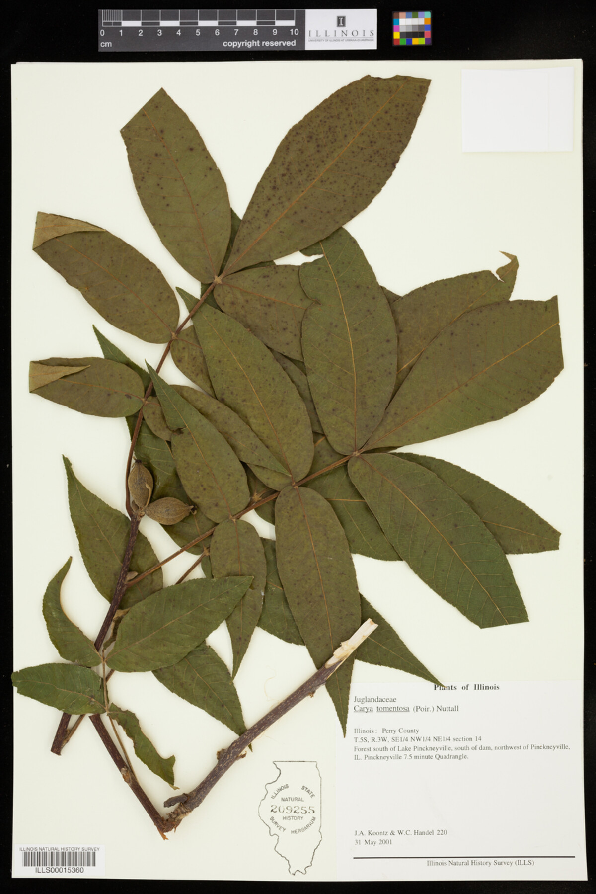 Carya tomentosa image