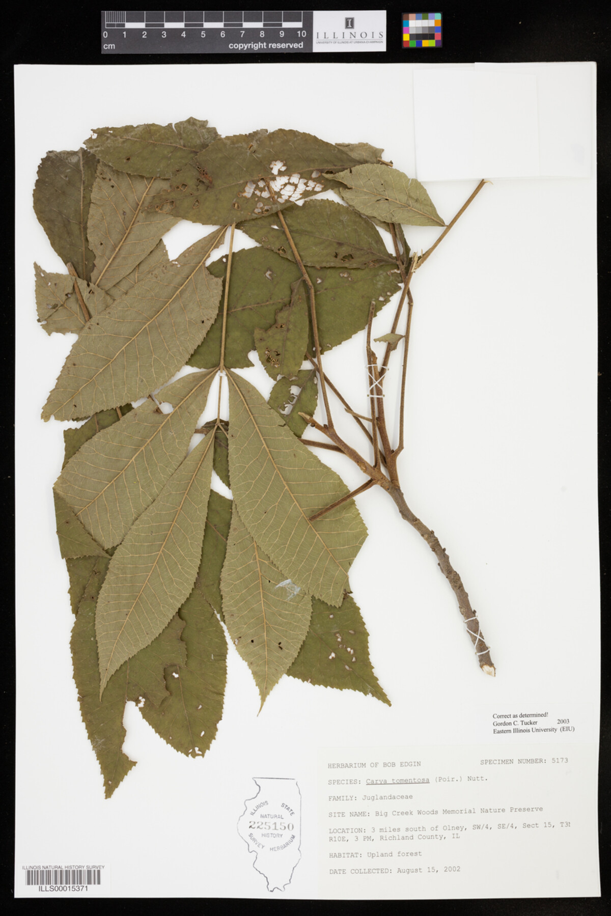 Carya tomentosa image