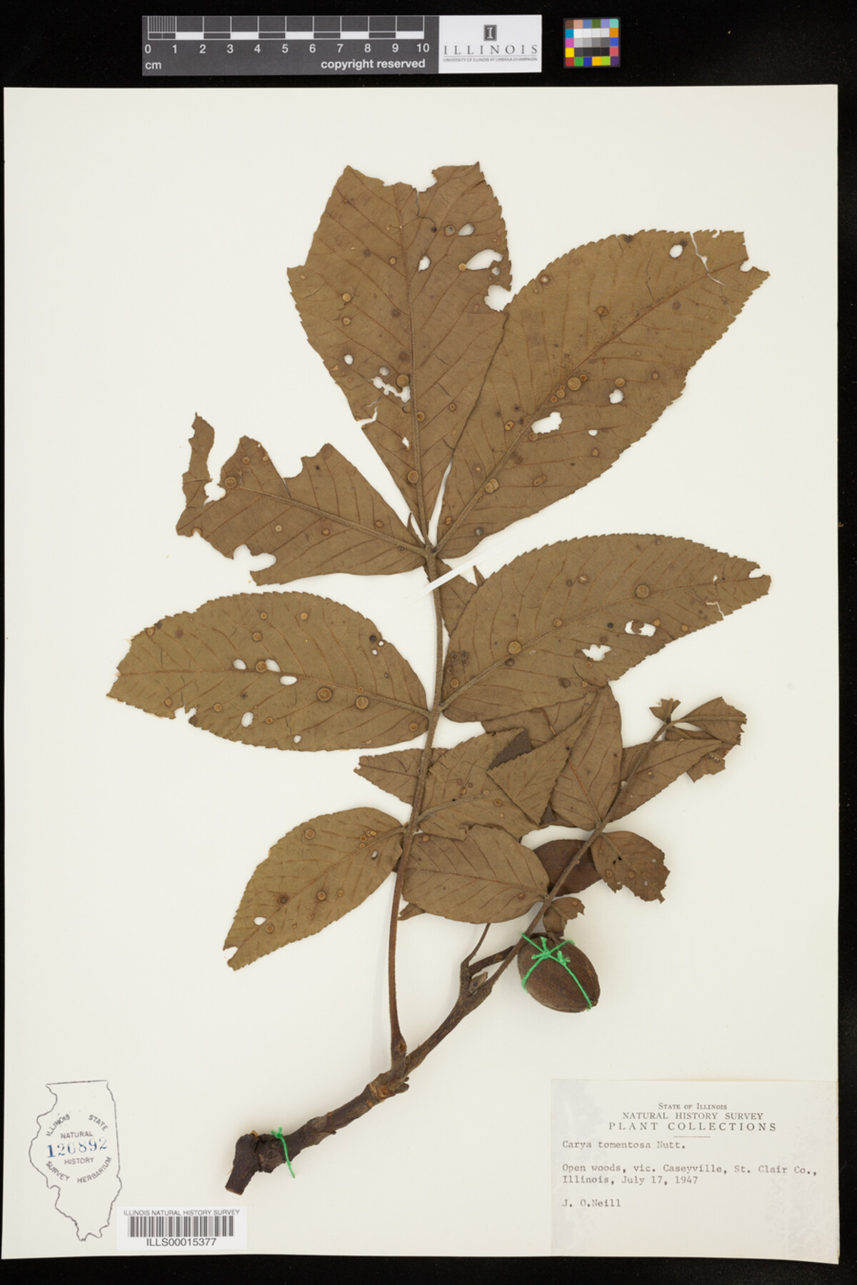 Carya tomentosa image