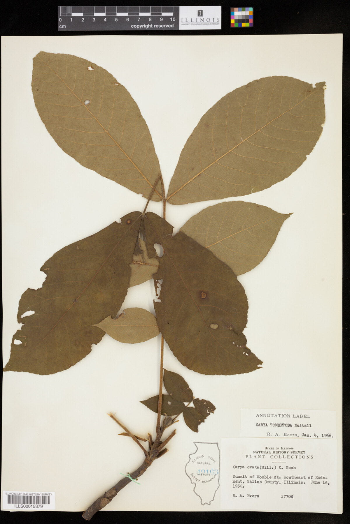 Carya tomentosa image