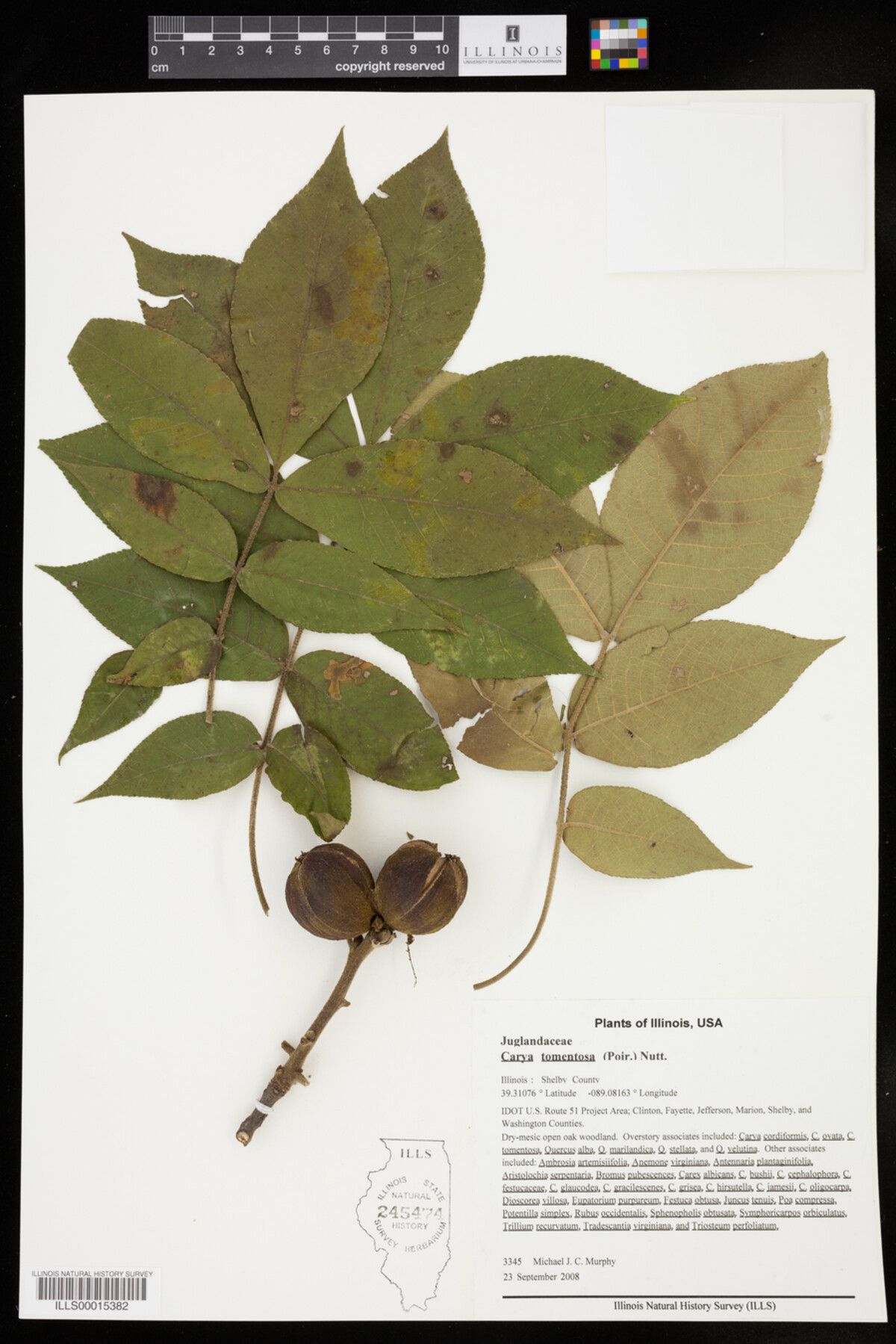 Carya tomentosa image