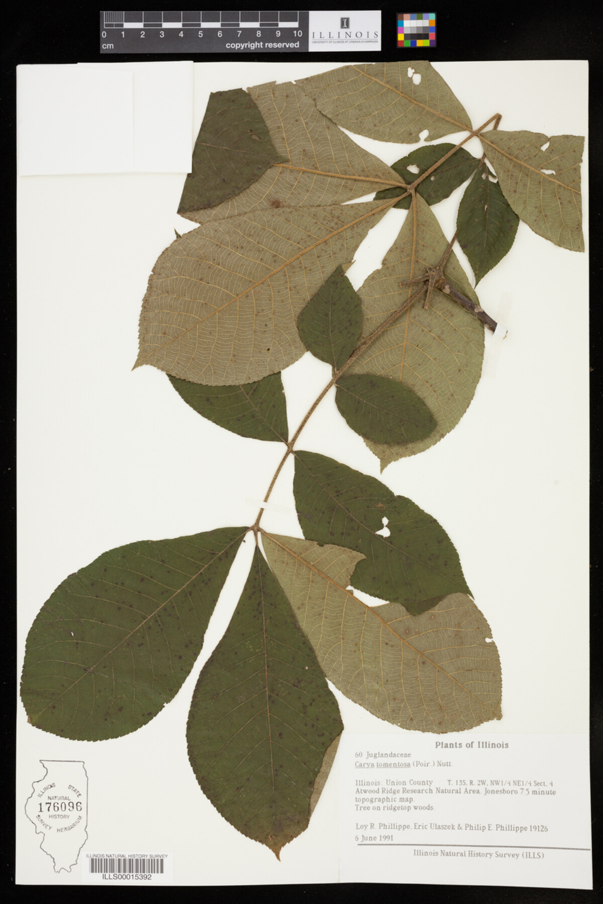 Carya tomentosa image