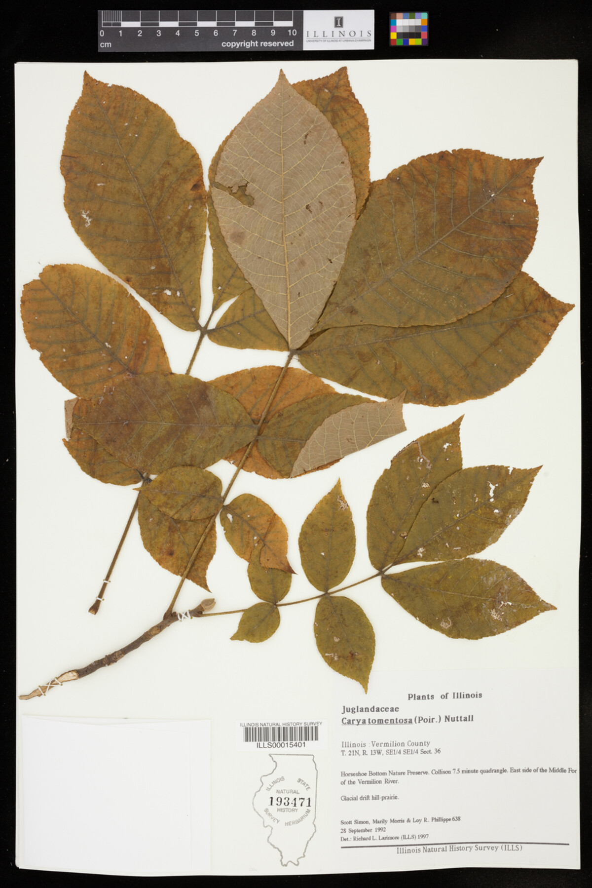 Carya tomentosa image