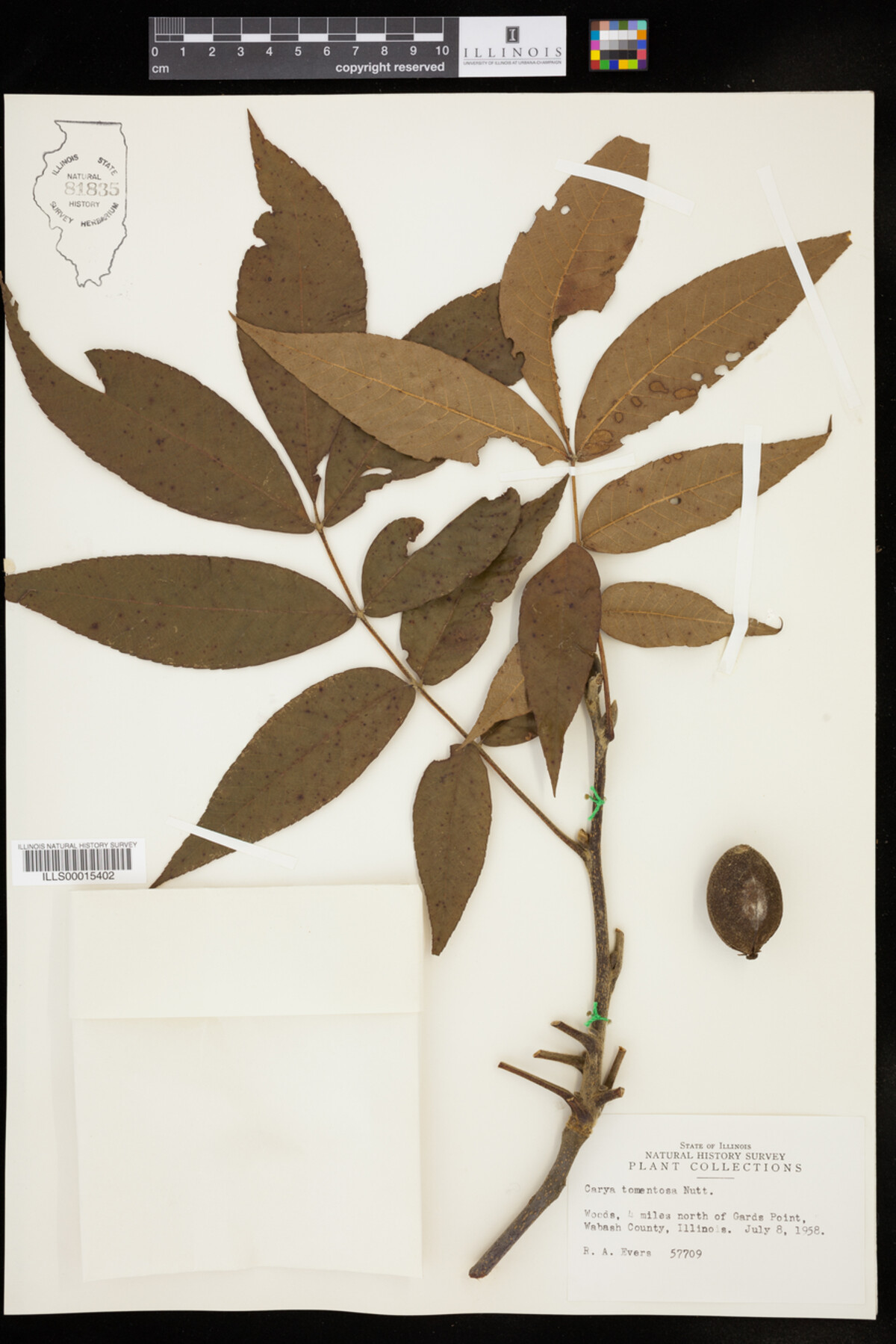 Carya tomentosa image