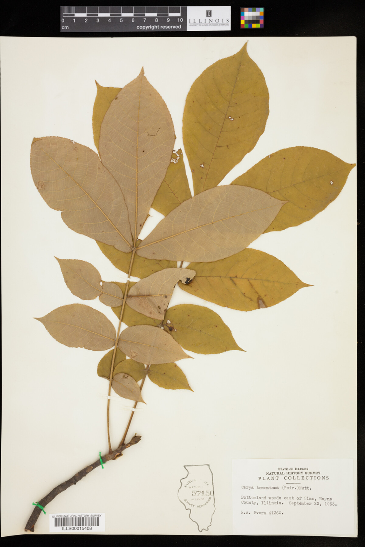 Carya tomentosa image