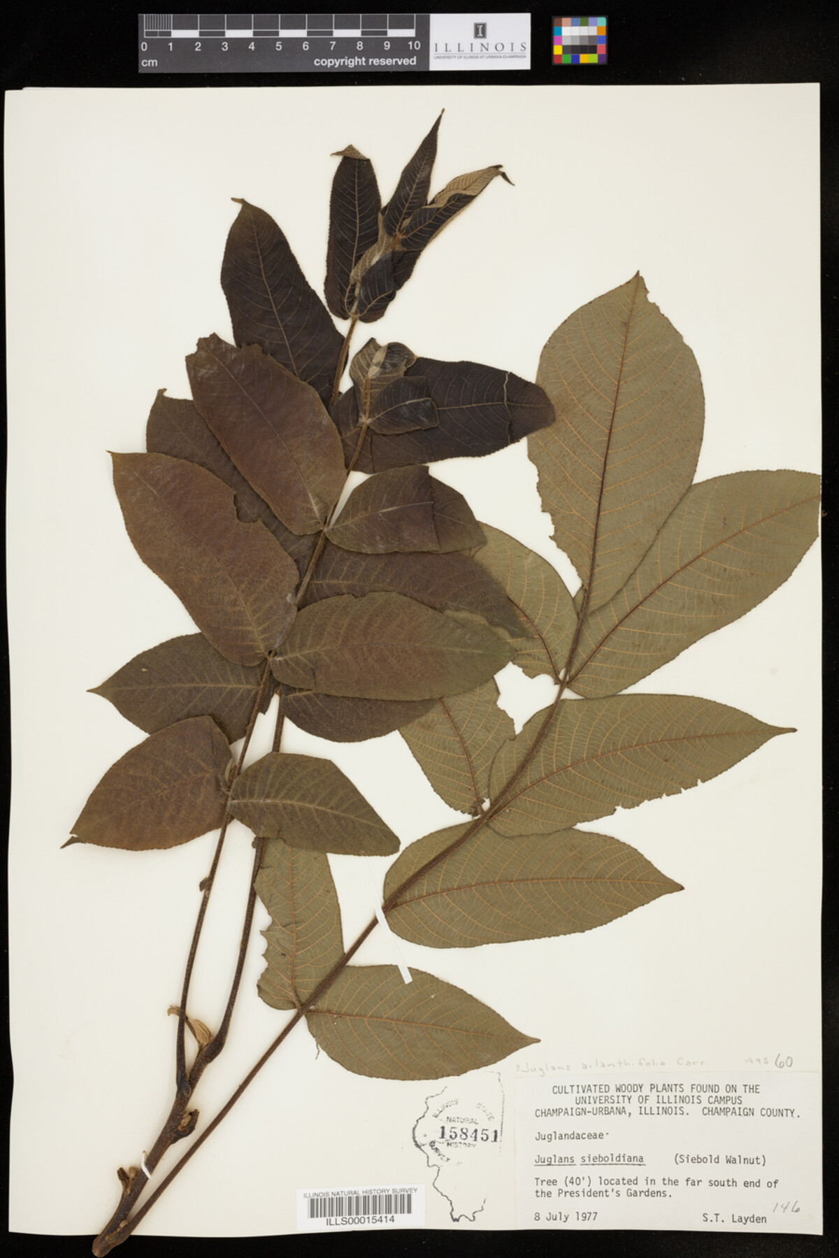 Juglans ailantifolia image