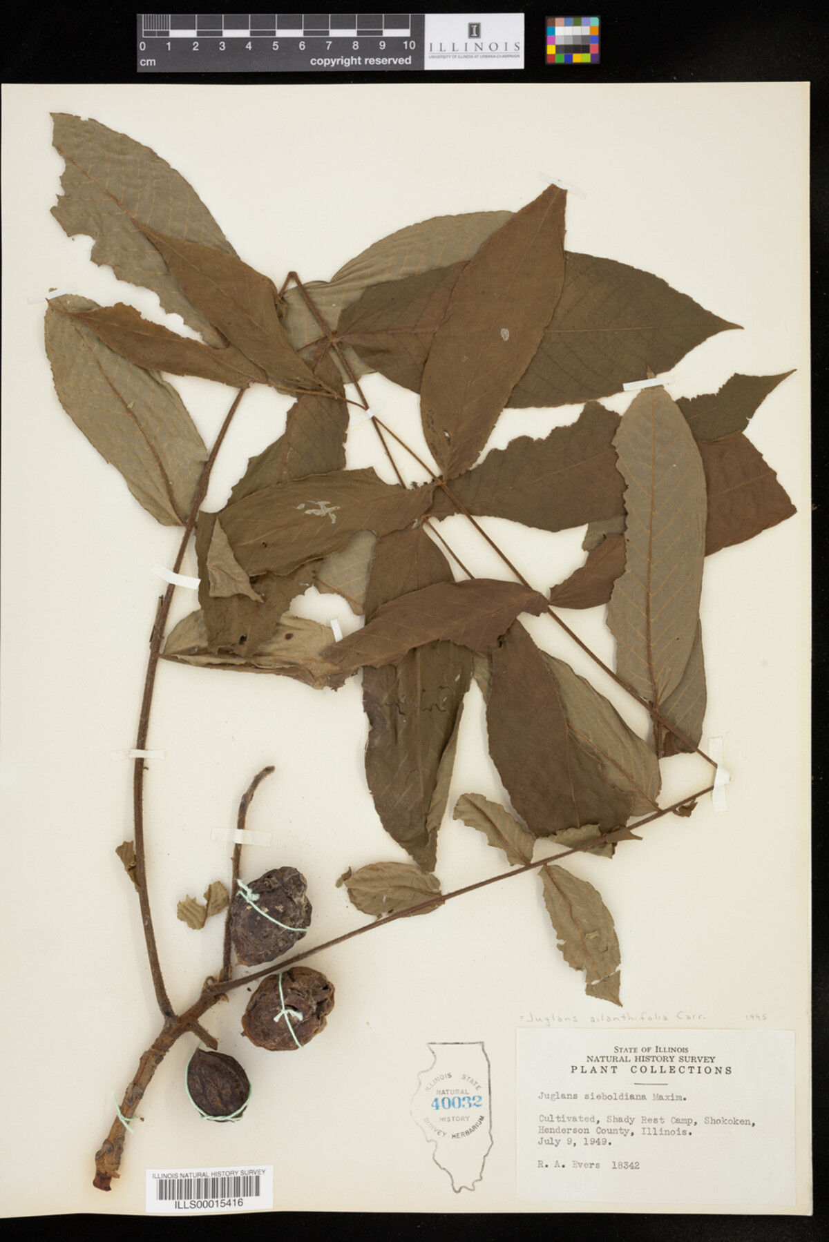 Juglans ailantifolia image