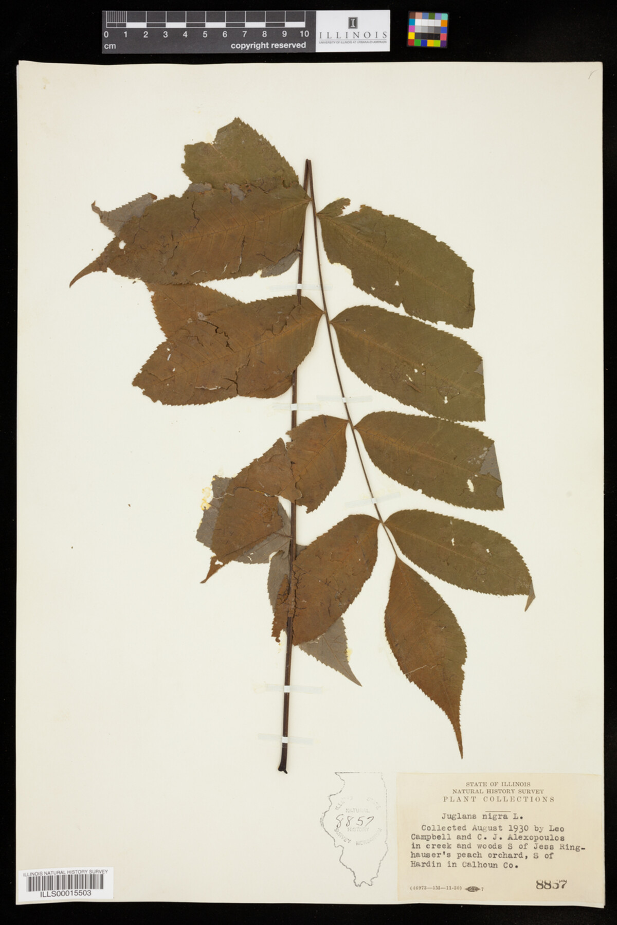 Juglans image