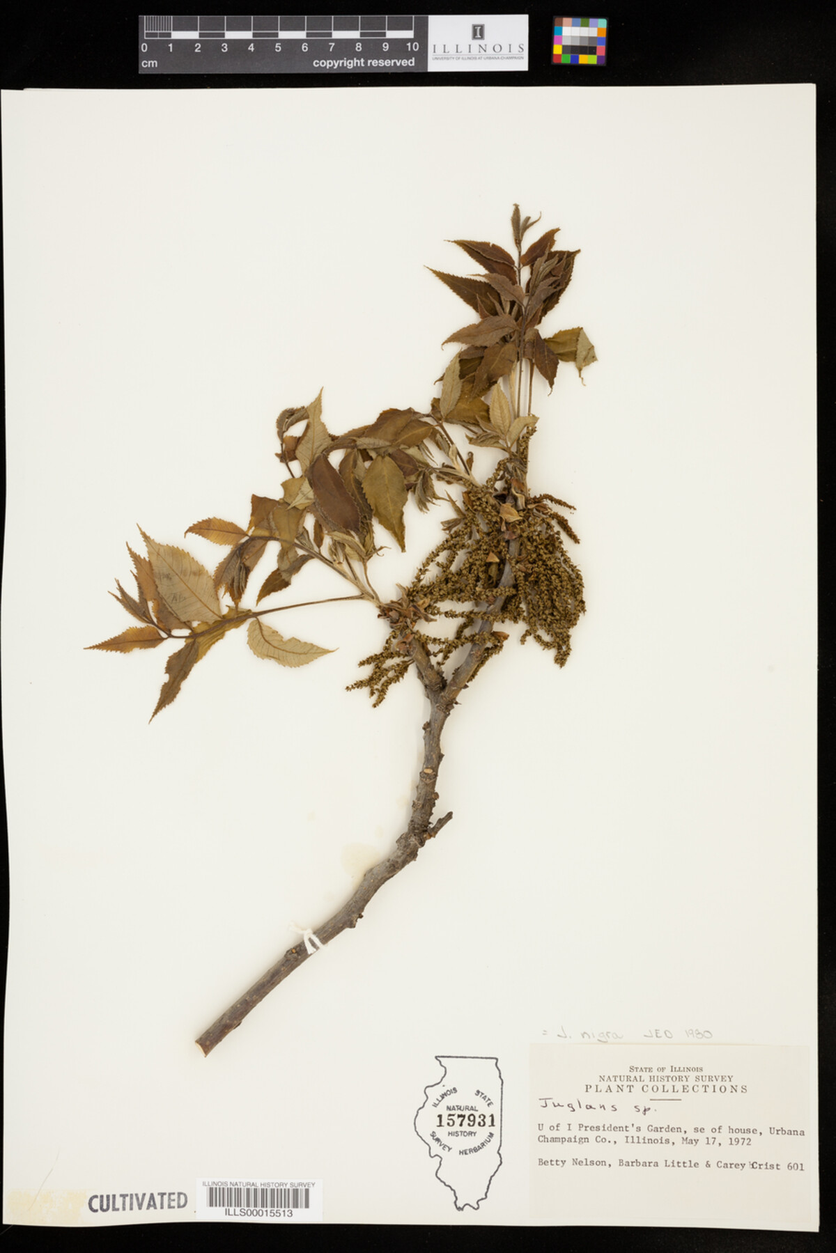 Juglans nigra image