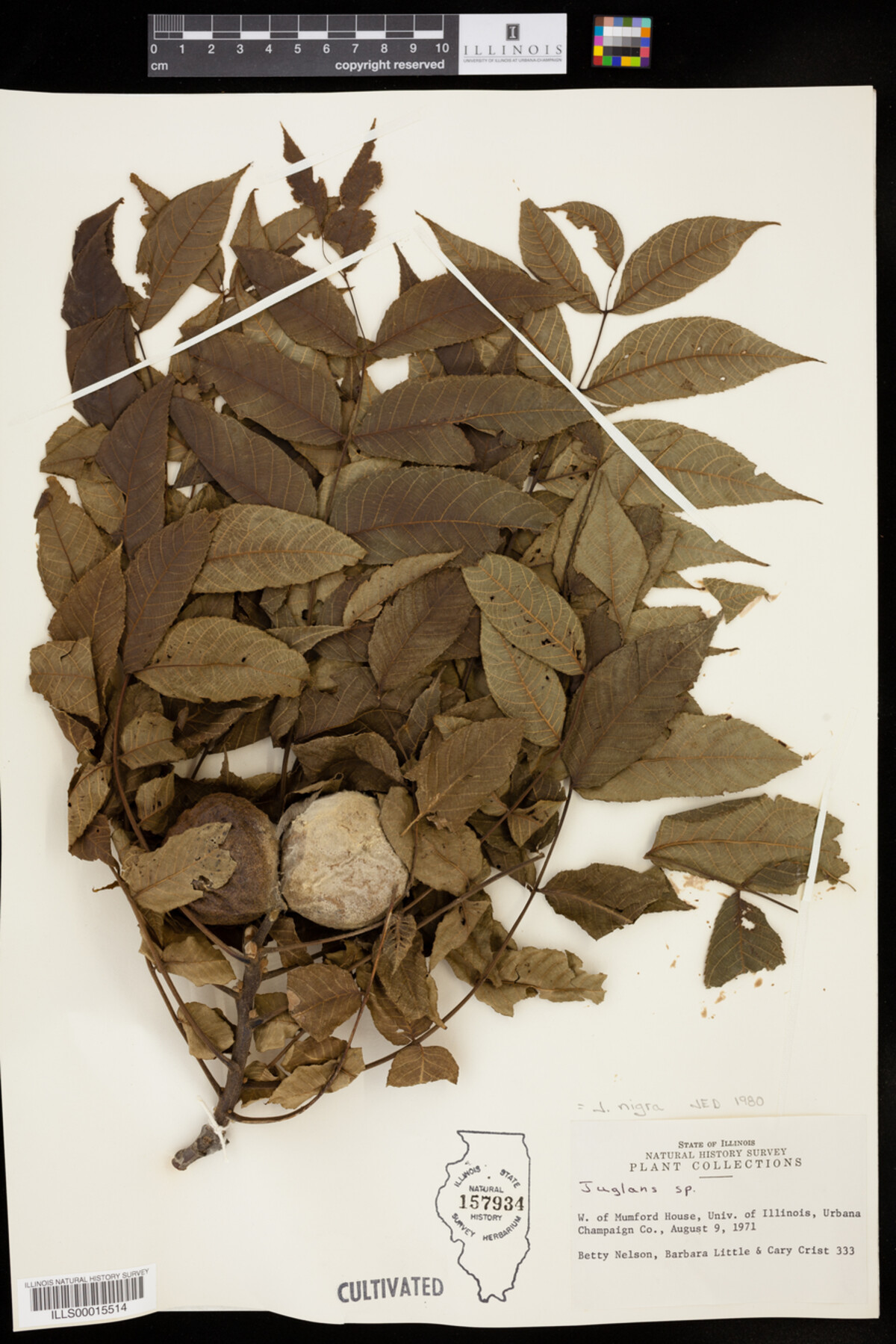 Juglans nigra image